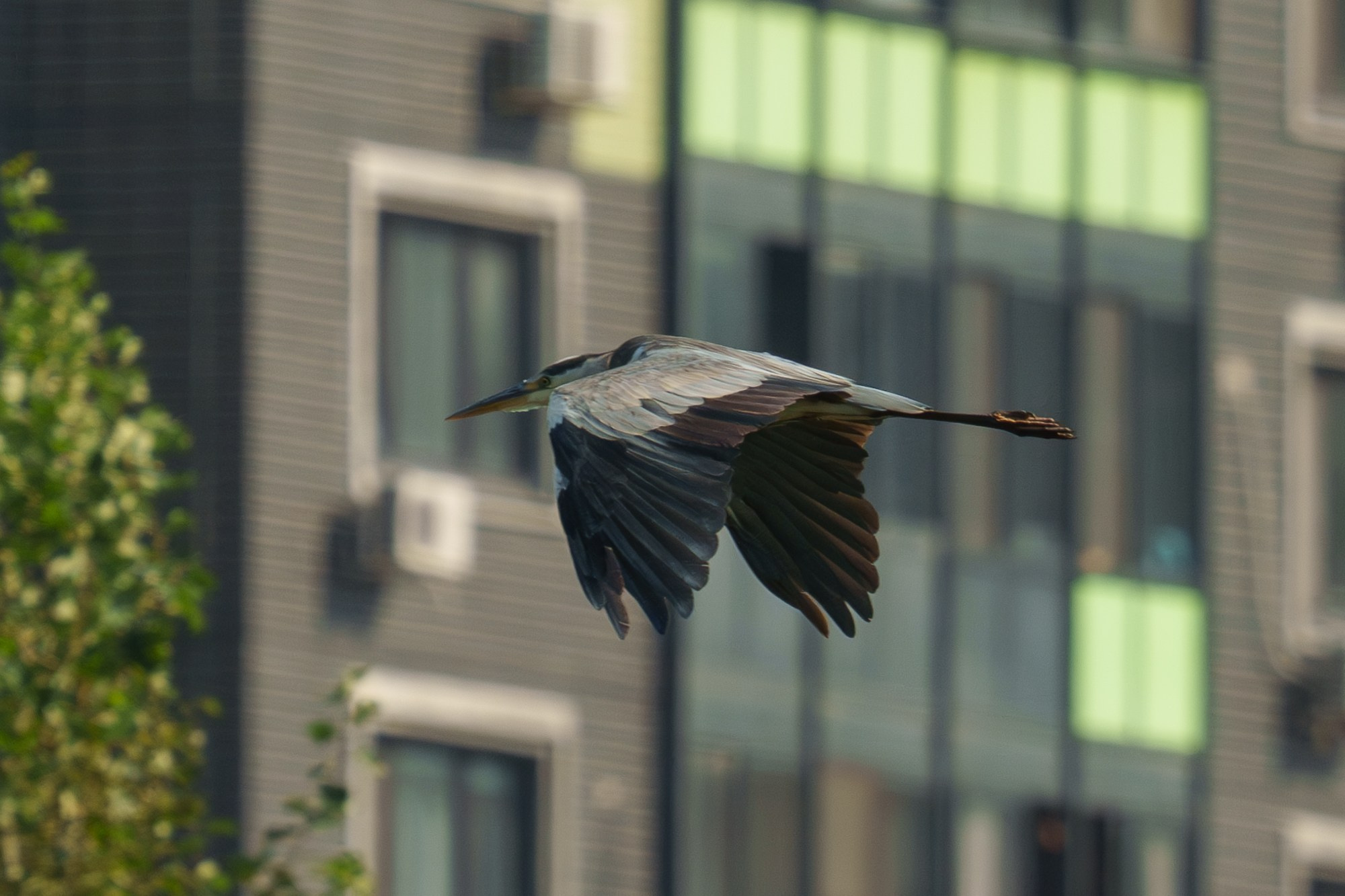 Удивительные мир птиц. Вокруг нас столько прекрасного — присмотритесь!. Ваш личный фотограф Марина Волкова