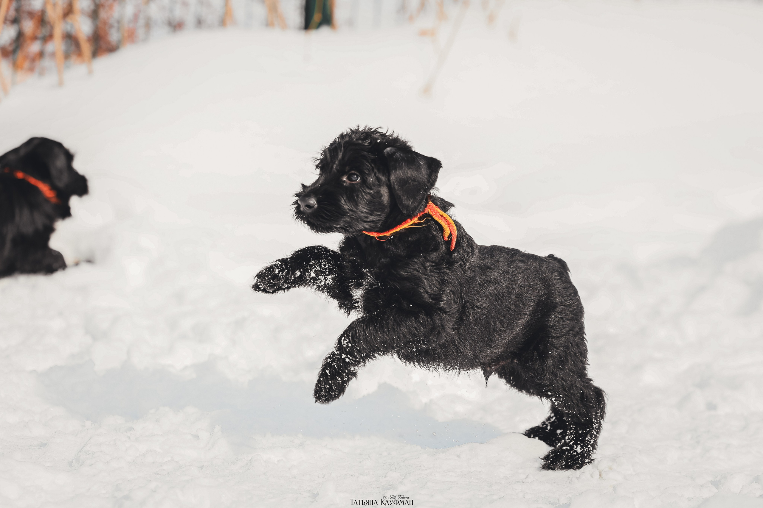 Ризеншнауцер, щенки ризеншнауцера, купить ризеншнауцера, купить щенка, ризеншнауцер Новосибирск, фотосъемка щенков, фотосессия собак, заказать фотосессию, фотографии щенков, сфотографировать щенка, фотограф Анималист, фотограф собак Новосибирск, фотограф анималист Новосибирск