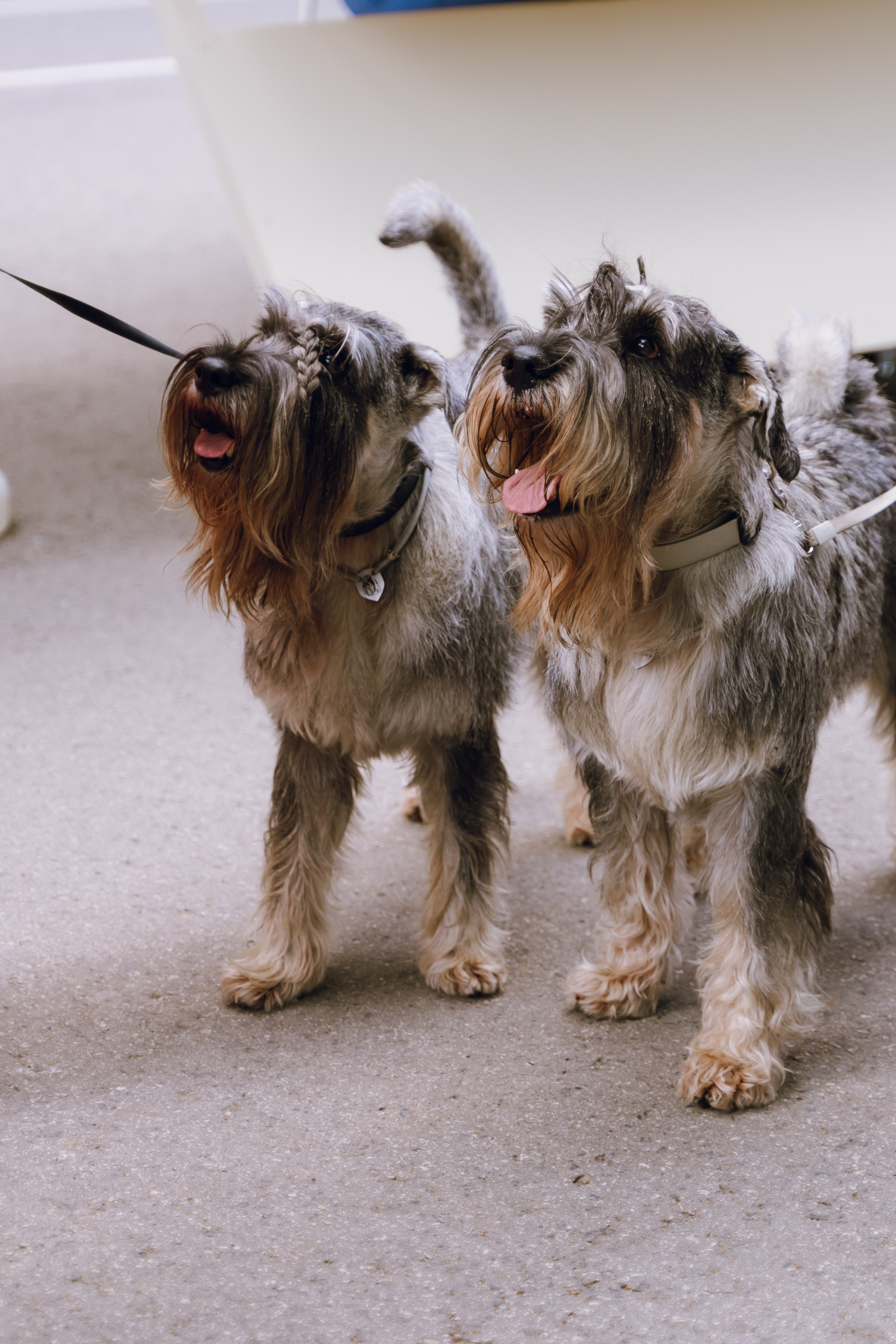 Площадка фестиваля «Мампус и его друзья» в Лесопарке 2025. Фотограф Надежда Погребняк | Рязань | Москва