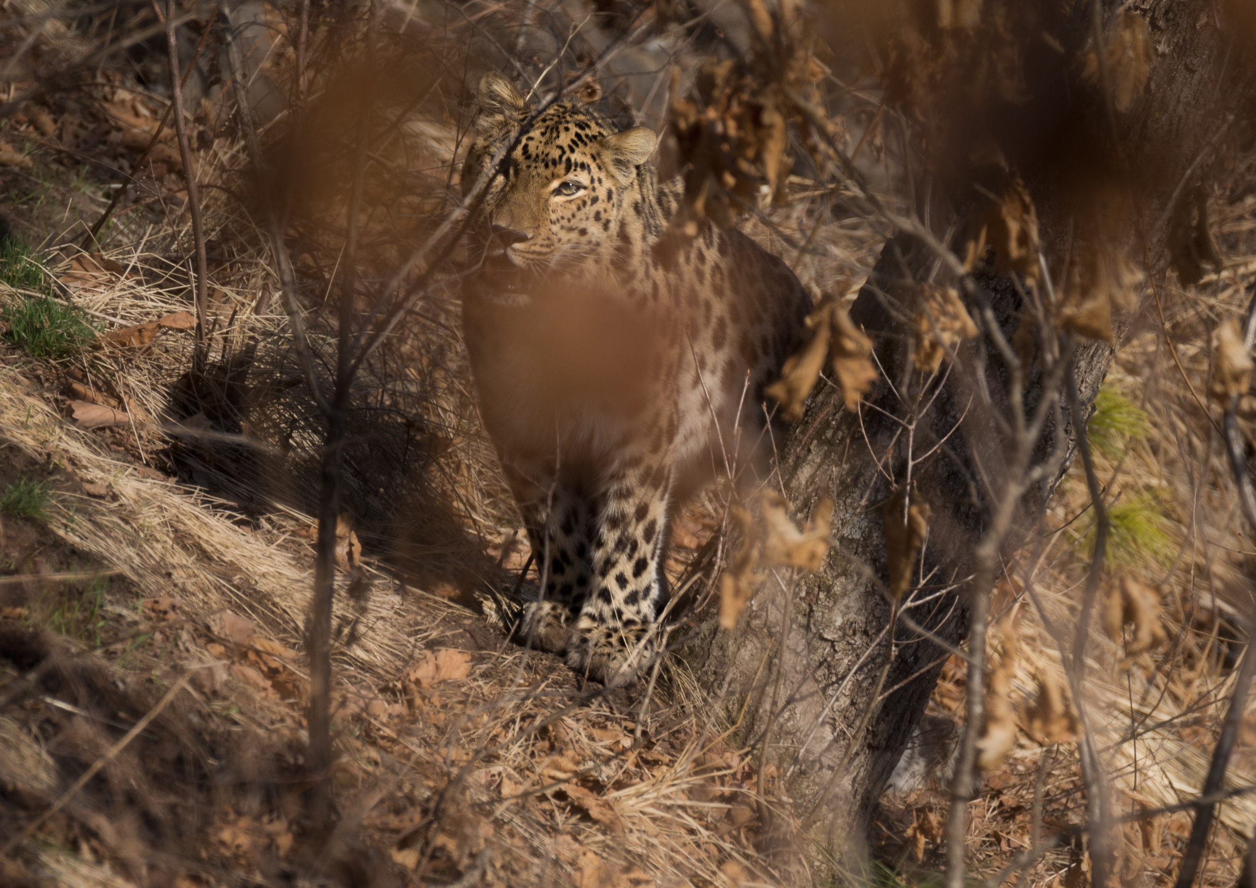 Анималистика. Фотограф Александр Чазов