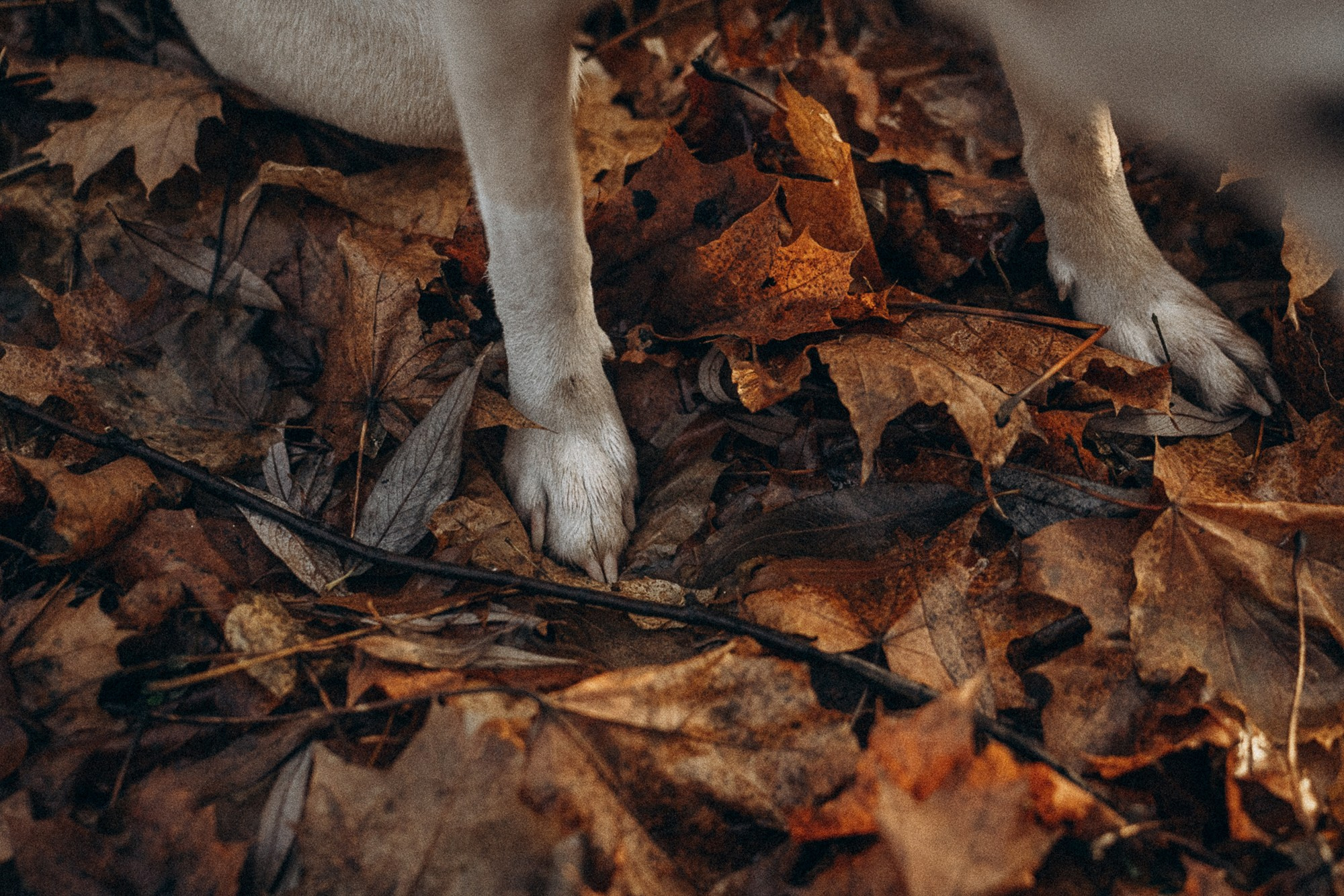Туся. Фотограф анималист в Москве и Санкт-Петербурге Свиридова Анна