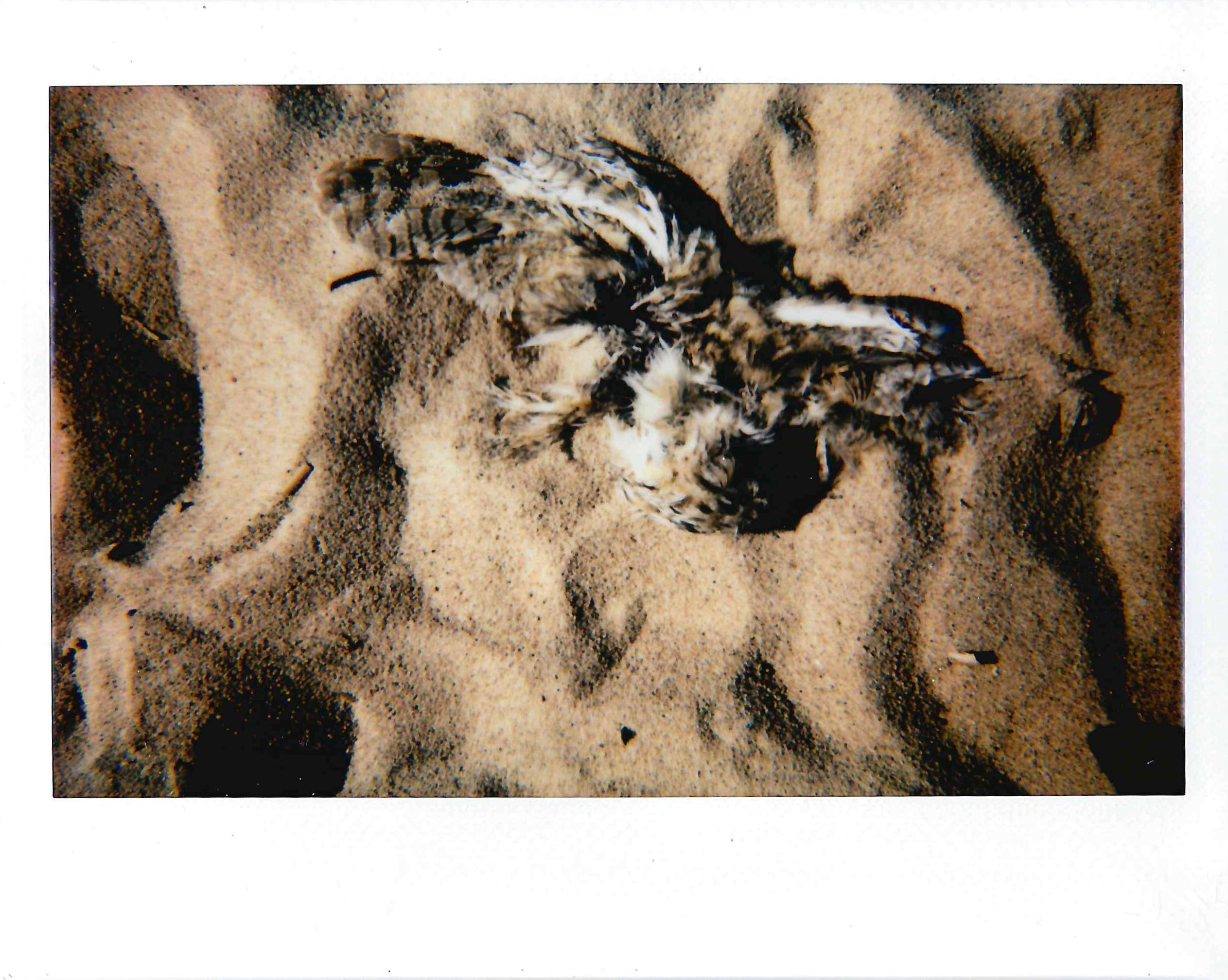 Полароиды. Катерина Эделева