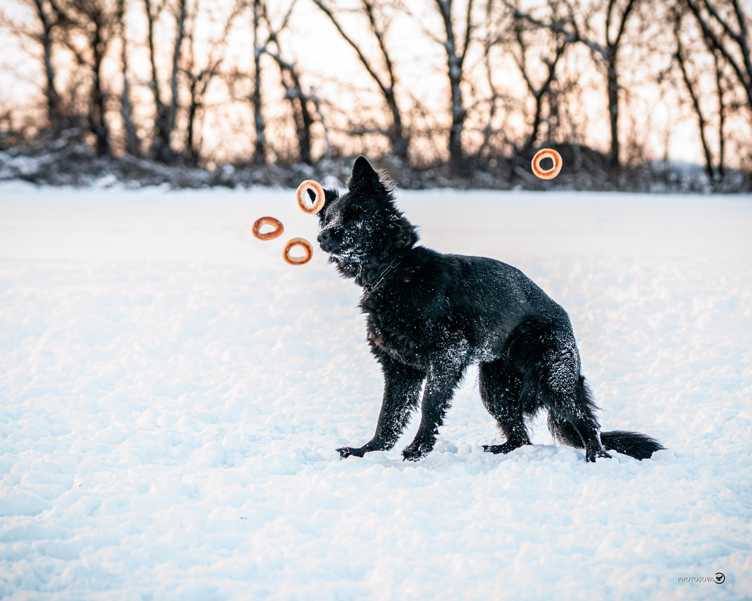 ФОТОПАМЯТЬ ВАШИХ ЭМОЦИЙ. Фотограф-анималист, семейный фотограф в Москве и Подмосковье. Фотосъёмка кинологических дисциплин