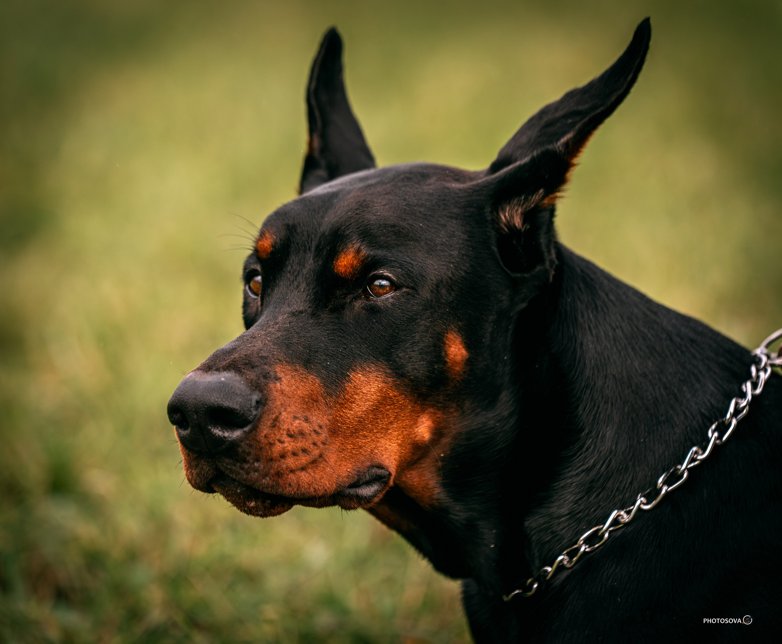 МЫ — КОМАНДА (соревнования) OKD, BH, IBGH, IGP. Фотограф-анималист, семейный фотограф в Москве и Подмосковье. Фотосъёмка кинологических дисциплин