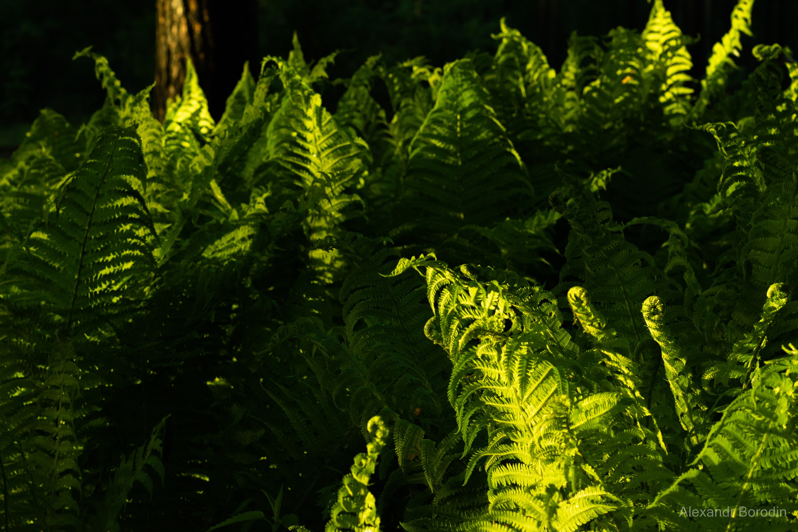 Пейзажи. Профессиональный фотограф Александр Бородин
