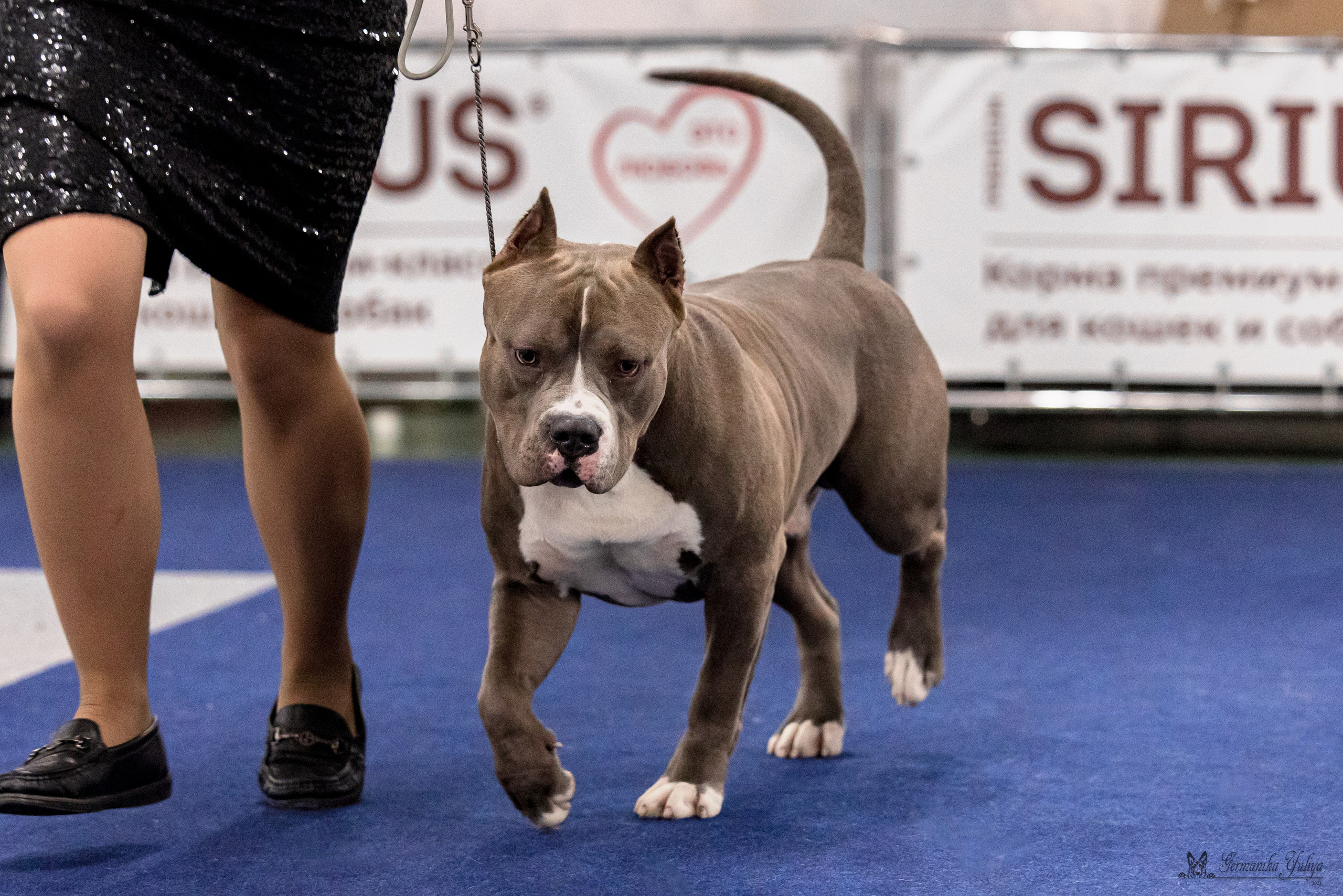 Сфера 29.10,Крокус 4.11,Сфера 12.11.2023. Фотограф-анималист Юлия Германика