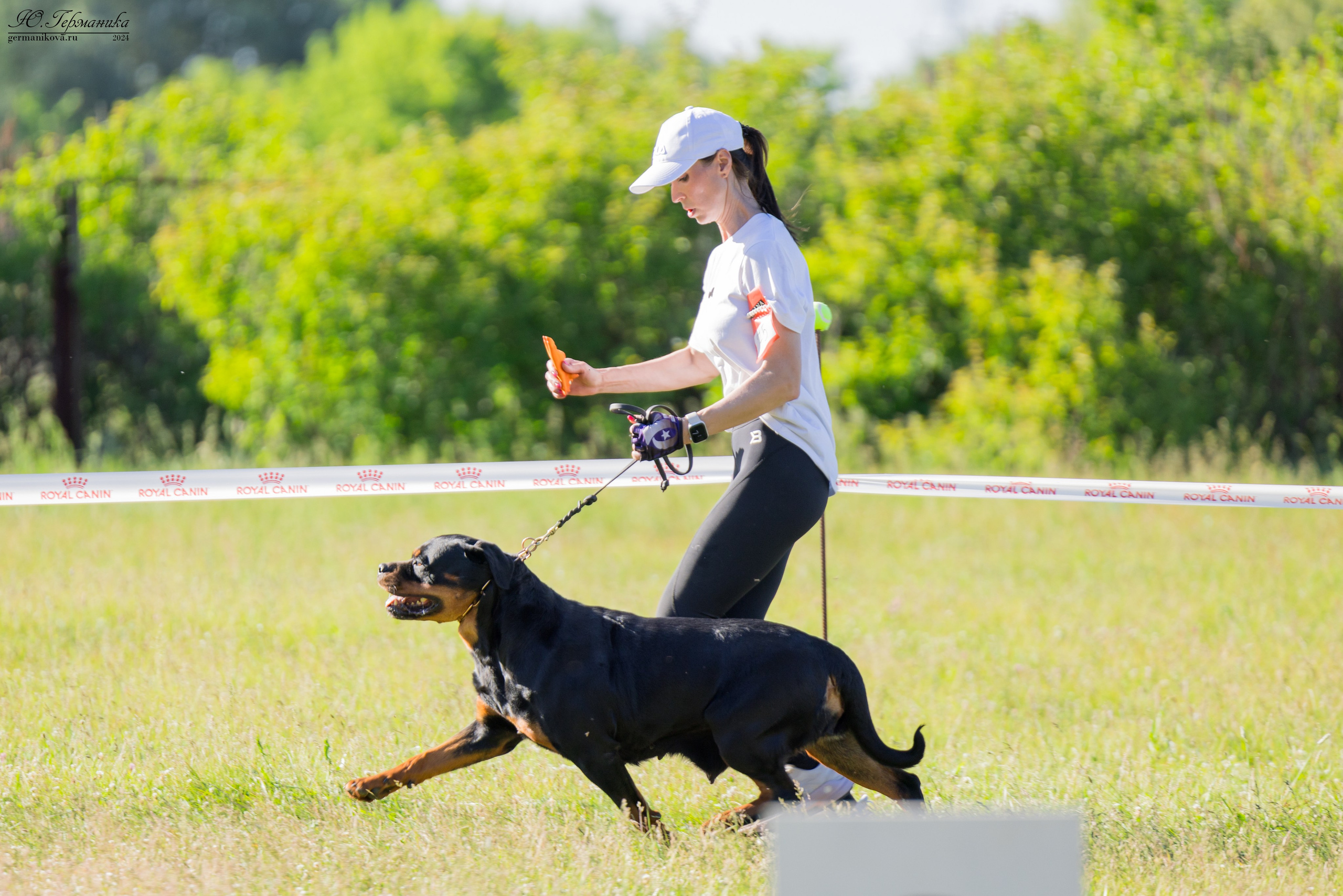 Воронеж моно ротвейлеров 25-26.05.2024. Фотограф-анималист Юлия Германика