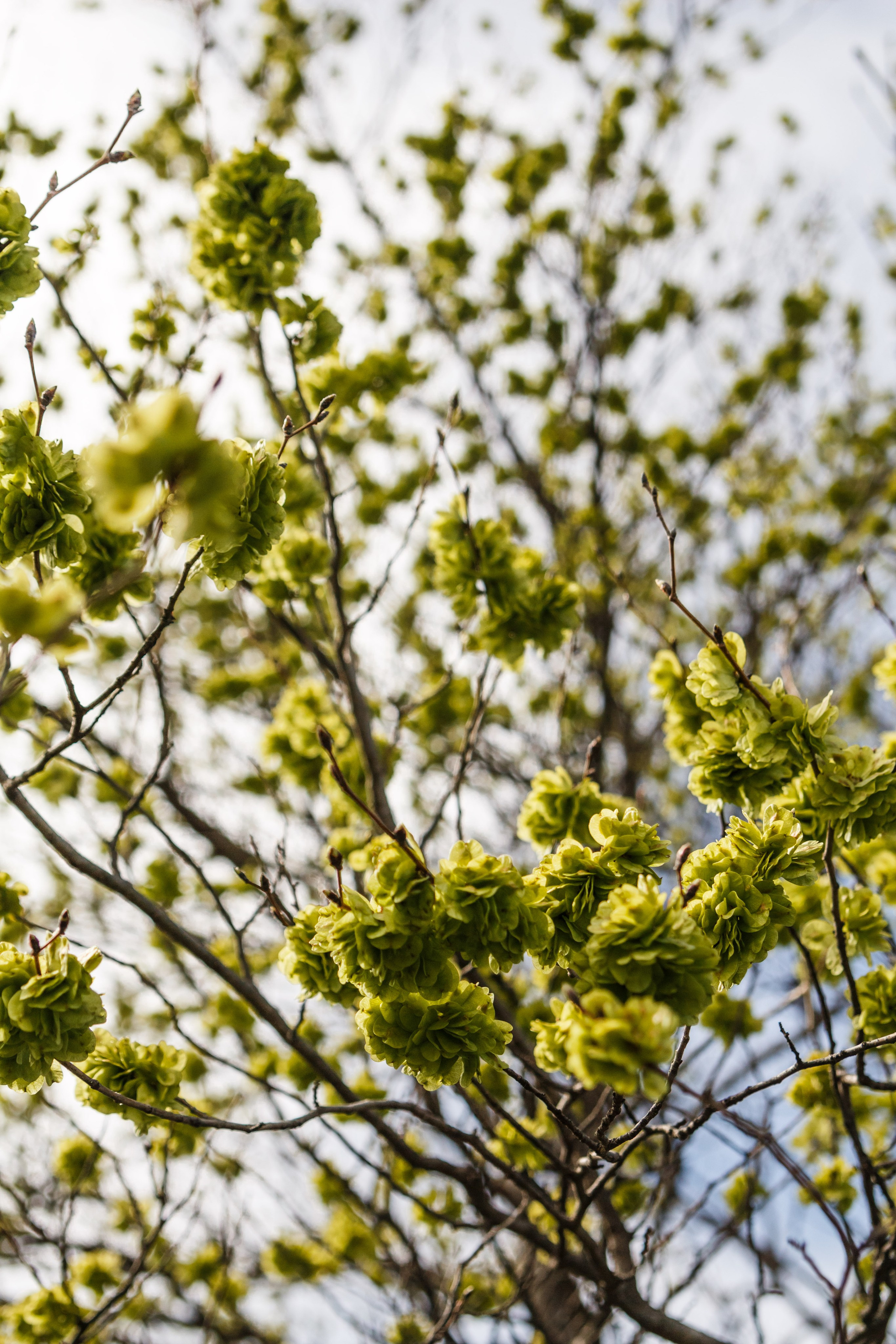 Весна. Катя Цвет