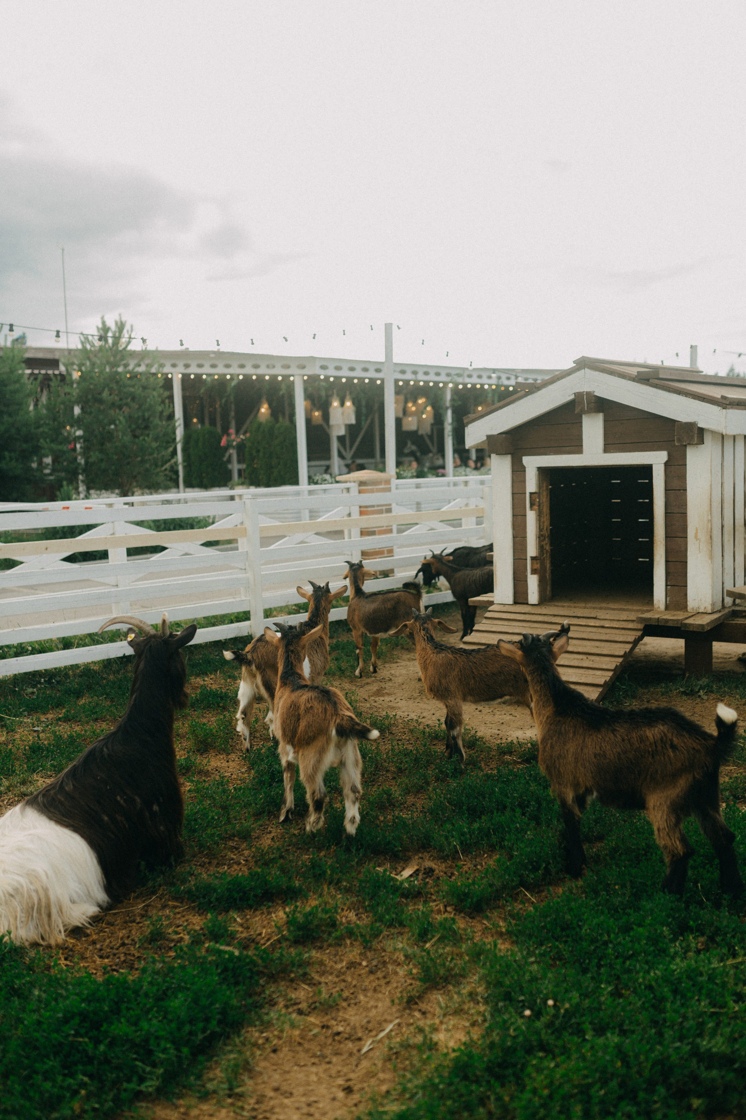 Яна, Тимофей, Юрий. Фотограф НОГИНСК, Москва, Анастасия Белая
