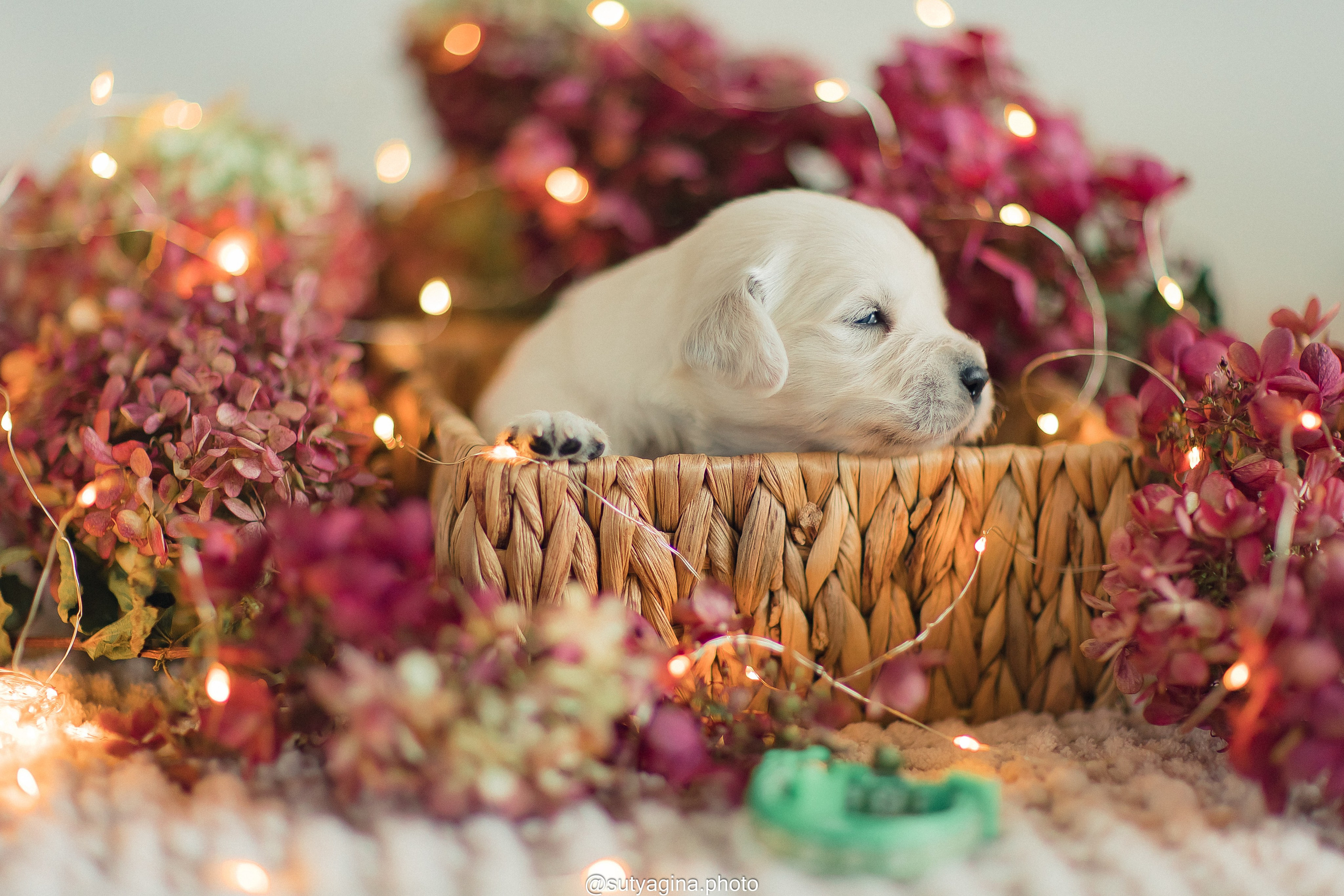 Зеленая лента. Свадебный и женский фотограф