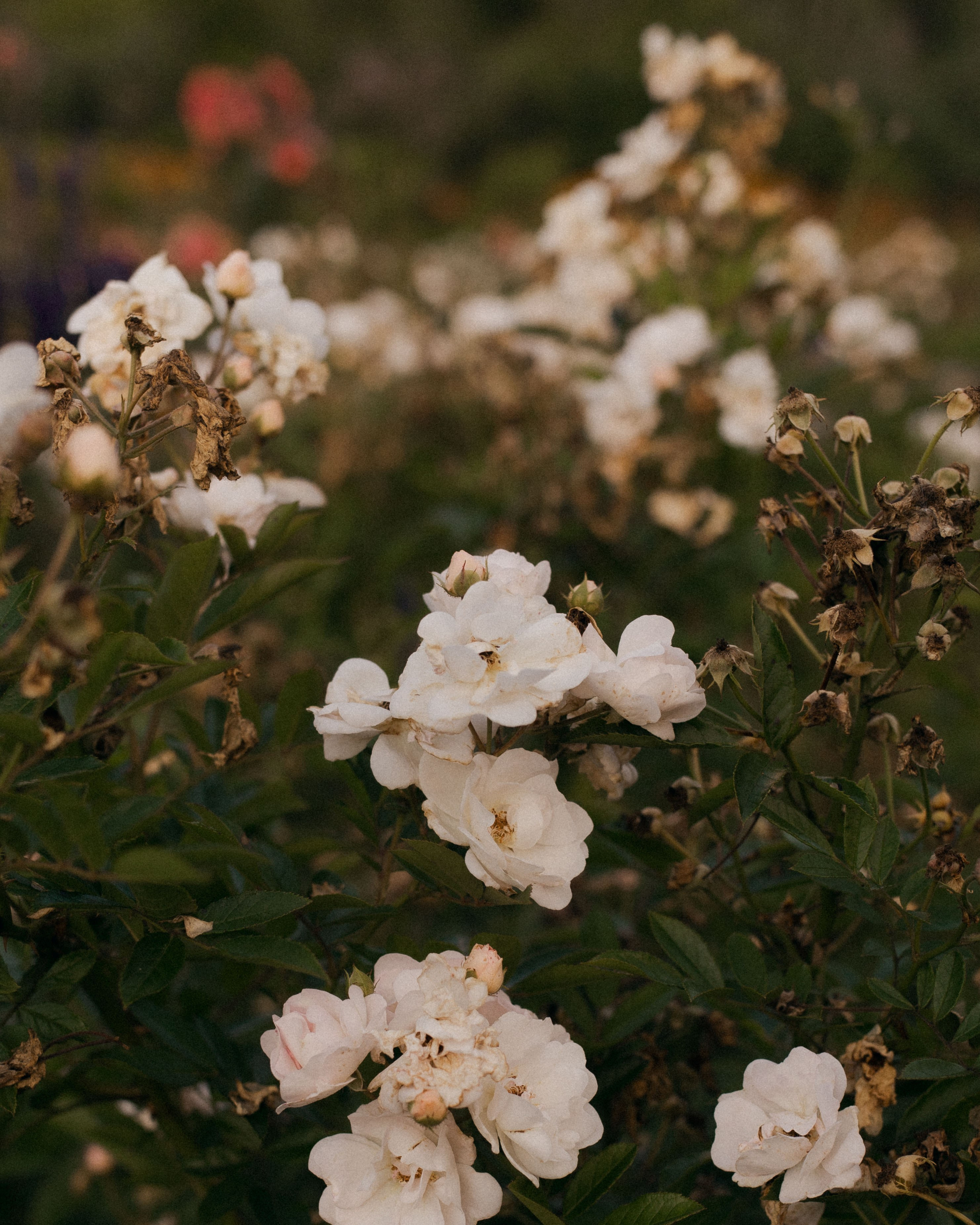 Евгения. Катерина Аникеева | Фотограф | Екатеринбург