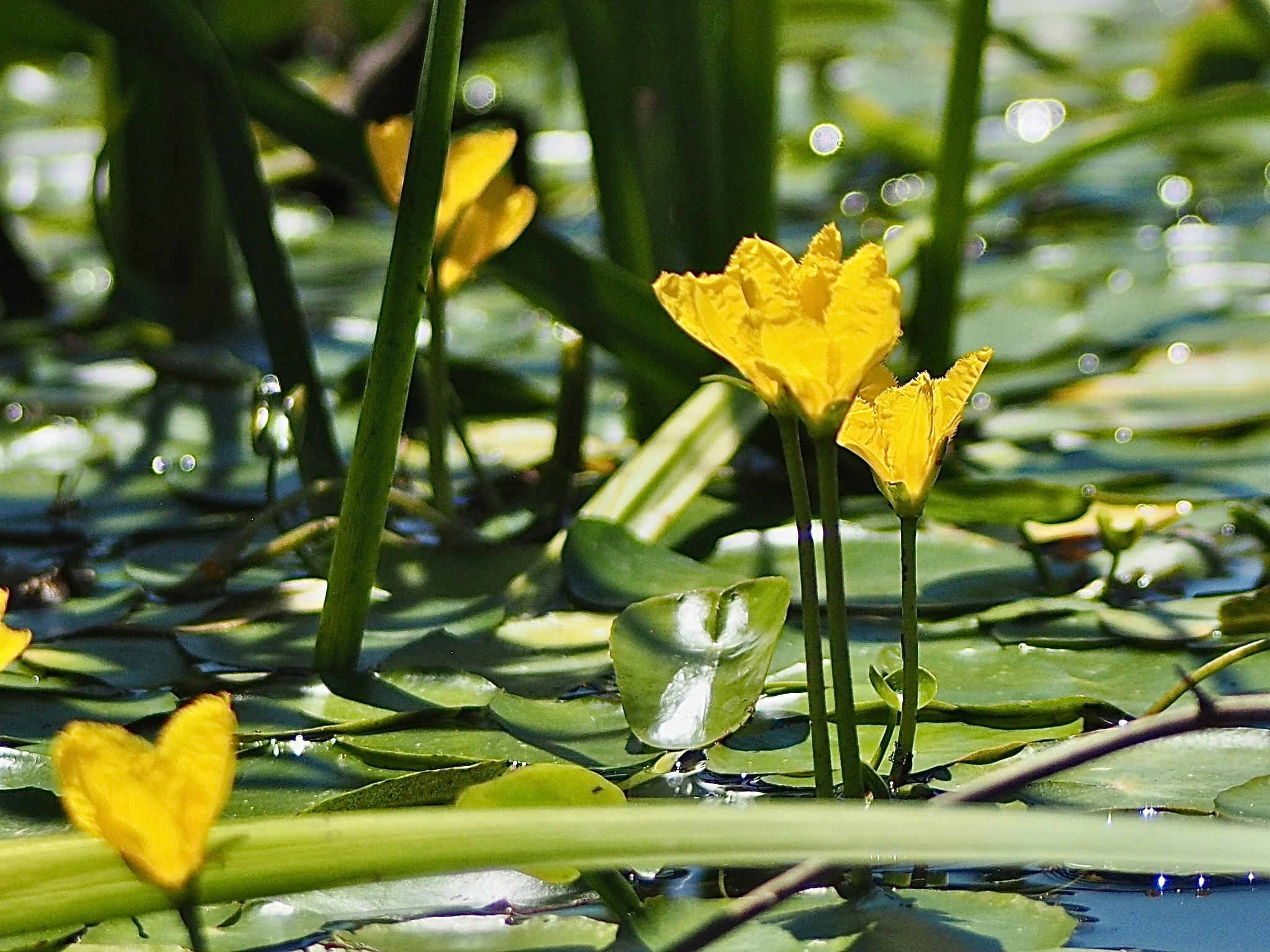 Флора и фауна. Смотри, красота!
