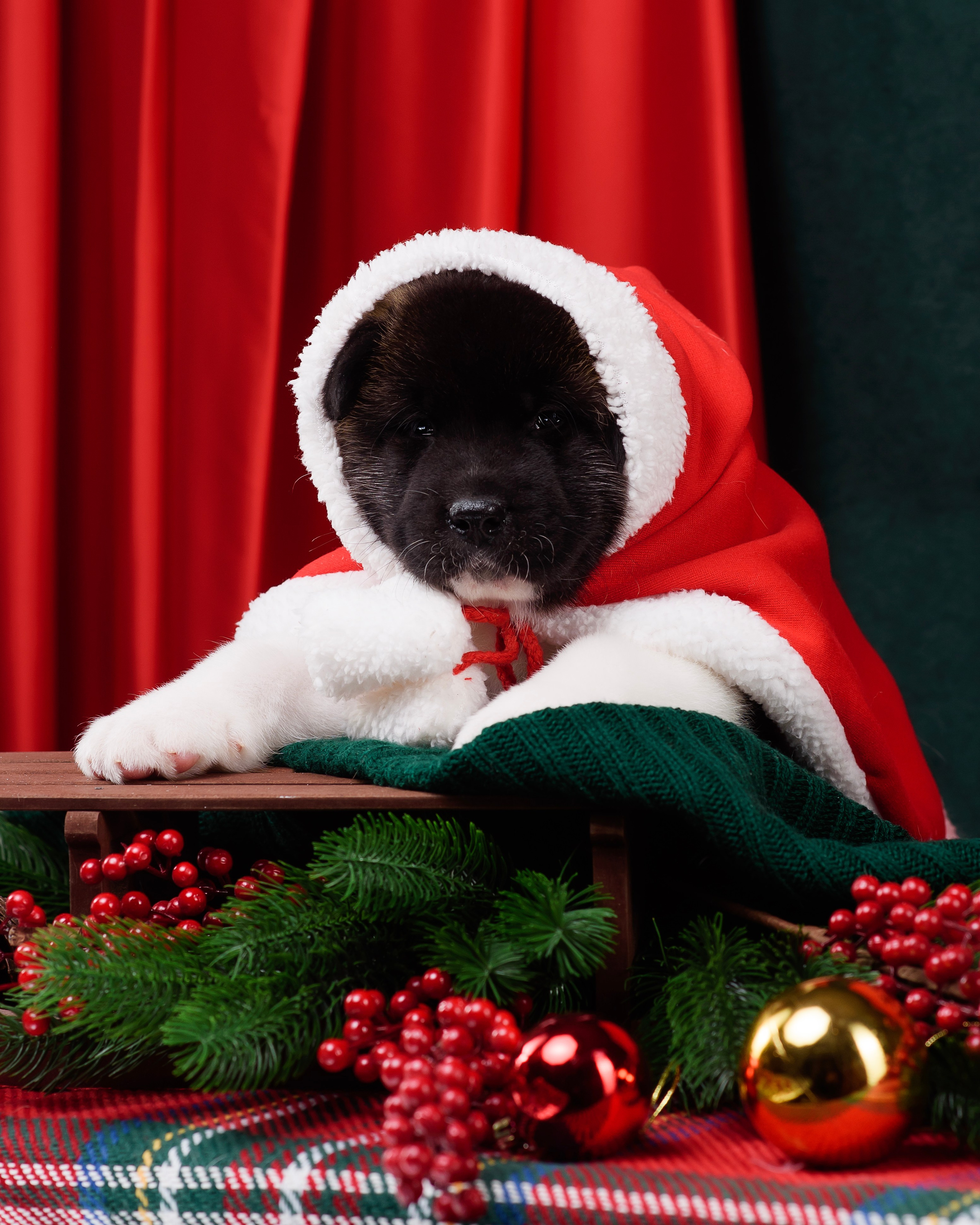 Щенки Американской Акиты. Фотограф — Анималист | Анна Абрамова