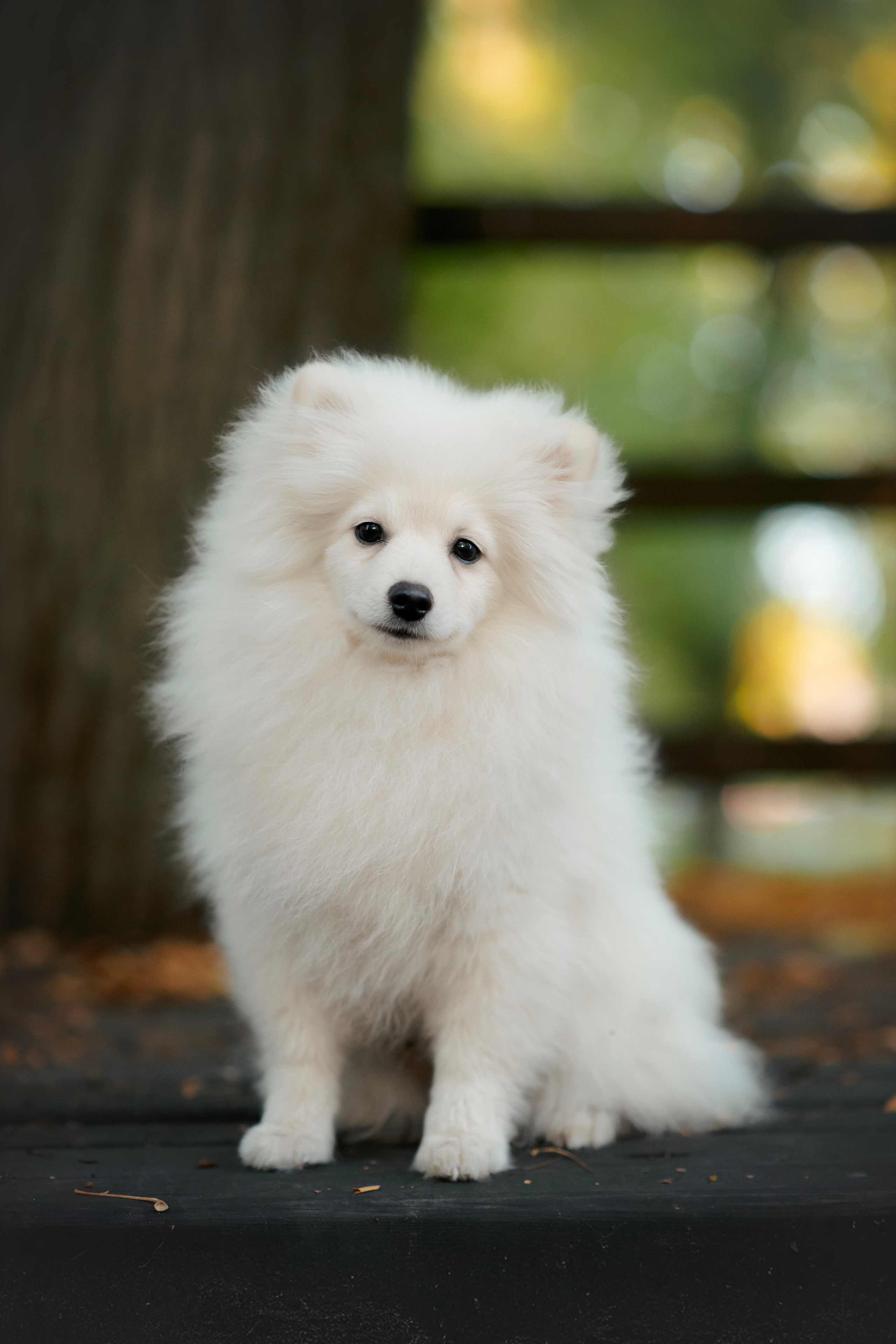 Малый немецкий шпиц — 18.09.2025. Фотограф — Анималист | Анна Абрамова