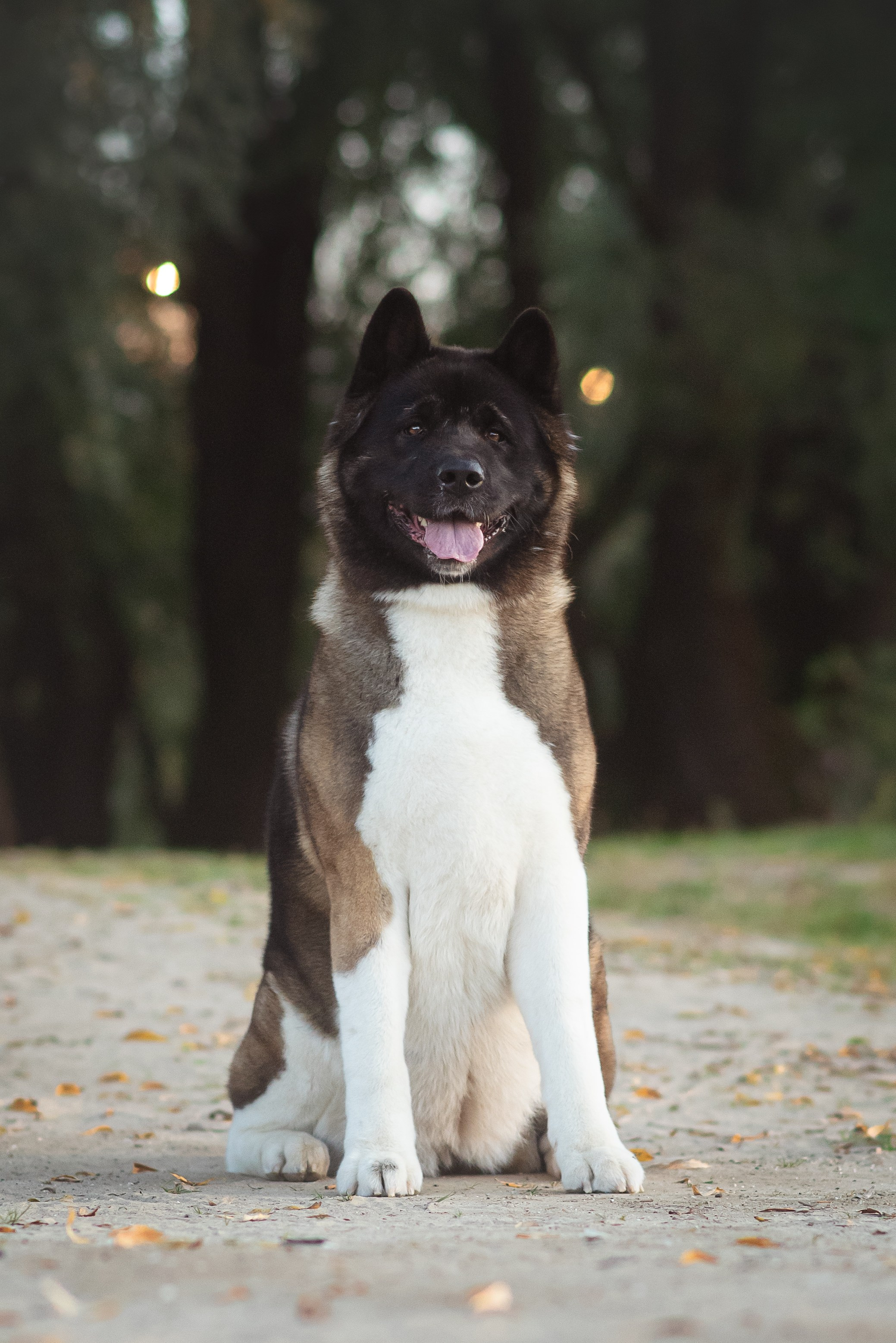 Американская Акита Дива — 16.09.2024. Фотограф — Анималист | Анна Абрамова