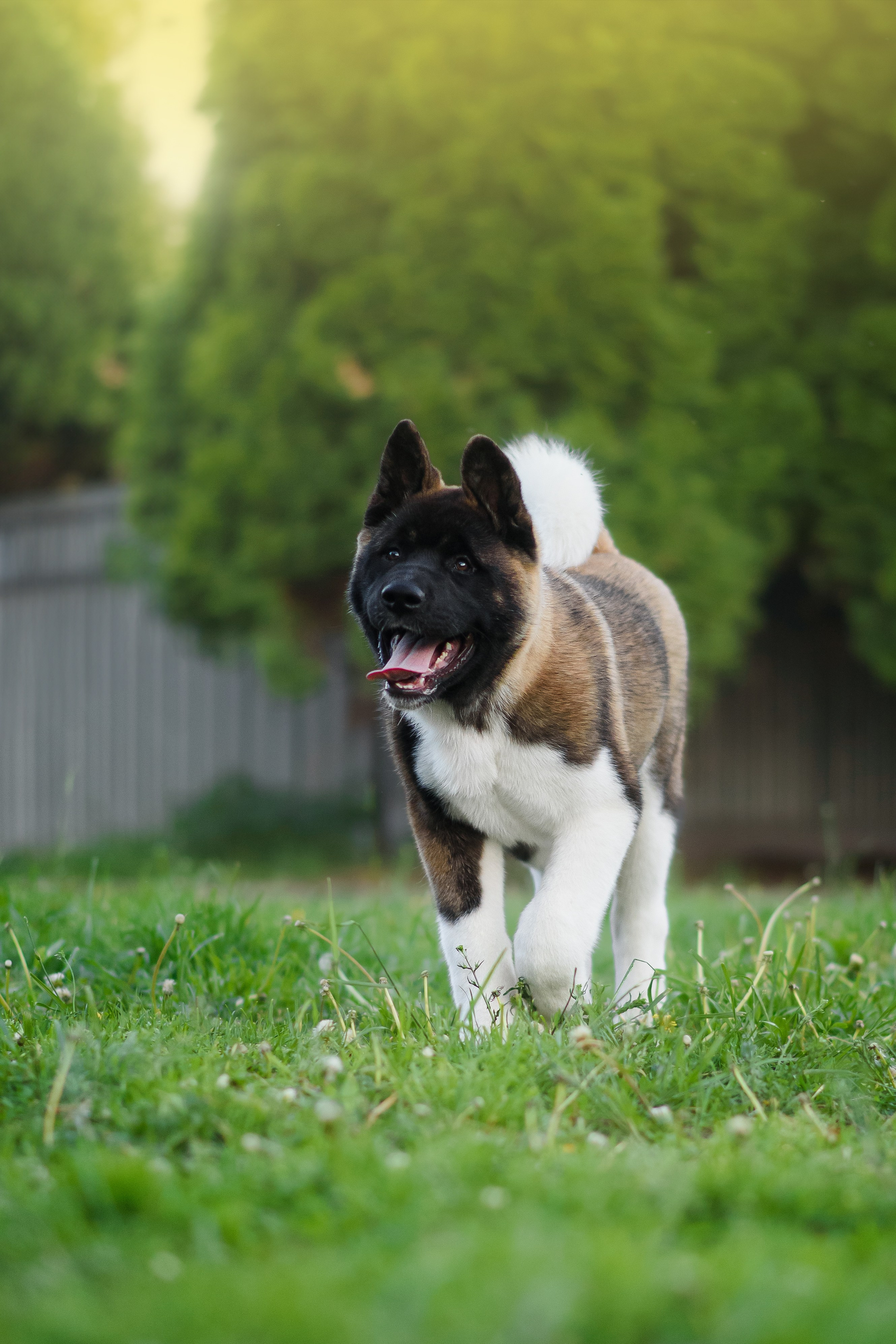 Байкер — 30.05.2024. Фотограф — Анималист | Анна Абрамова