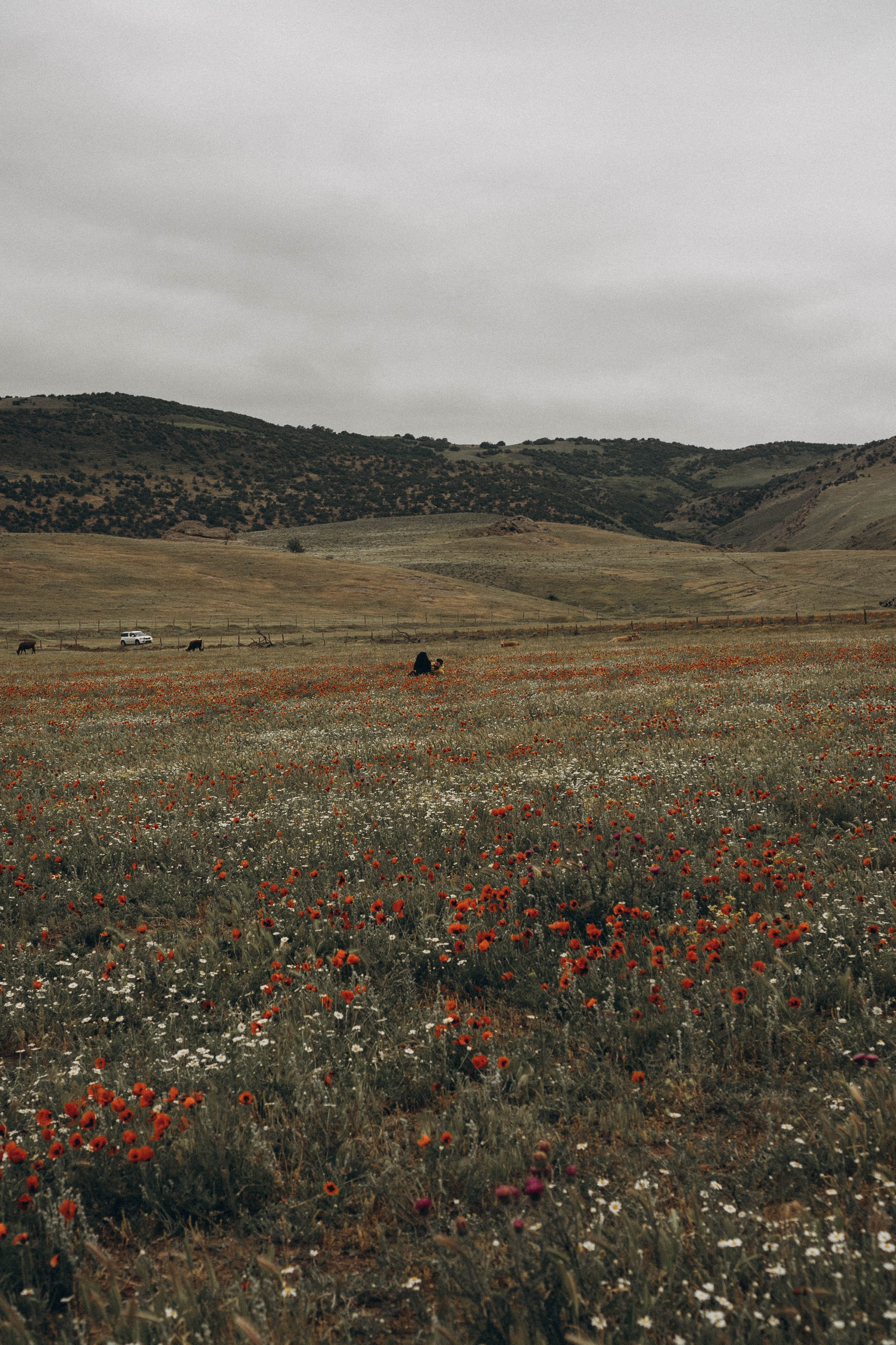 Кавказ. Профессиональный фотограф, Санкт-Петербург — Виктория Богомолова