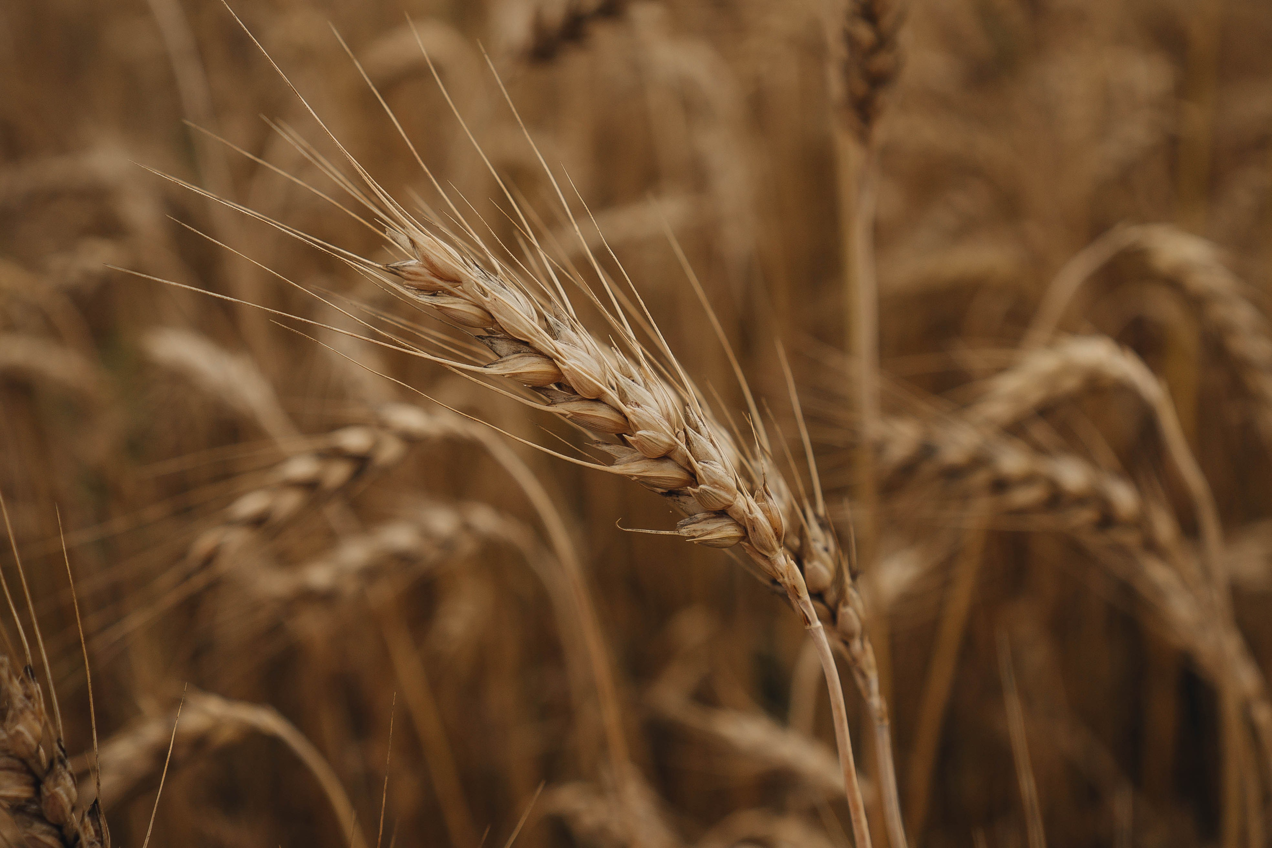 Проогулка под дождем. Профессиональный фотограф, Санкт-Петербург — Виктория Богомолова