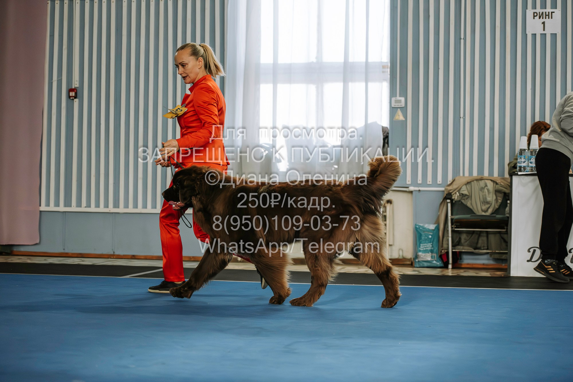 Выставка собак Красноярск 29.10.2023. Фотограф Диана Оленина Красноярск / Братск