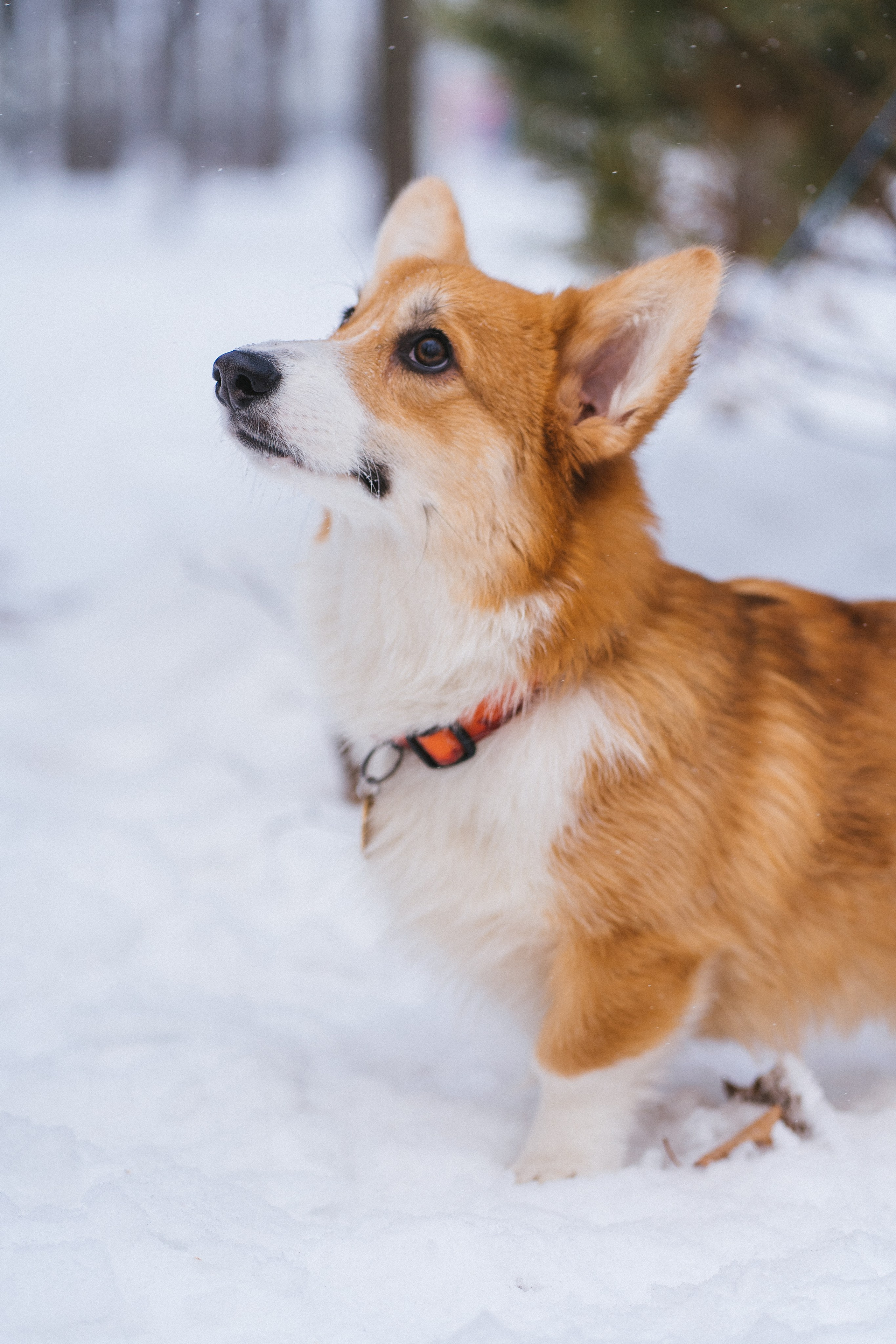 Агата и Лайк. Свадебный фотограф в Москве Анна Полушина