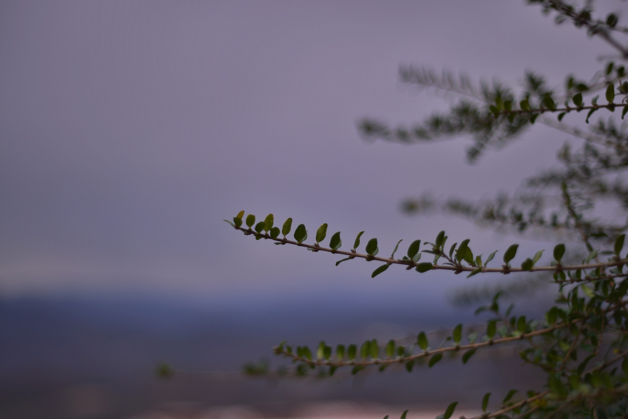 Ботаника. Фотограф • Елена Миронова