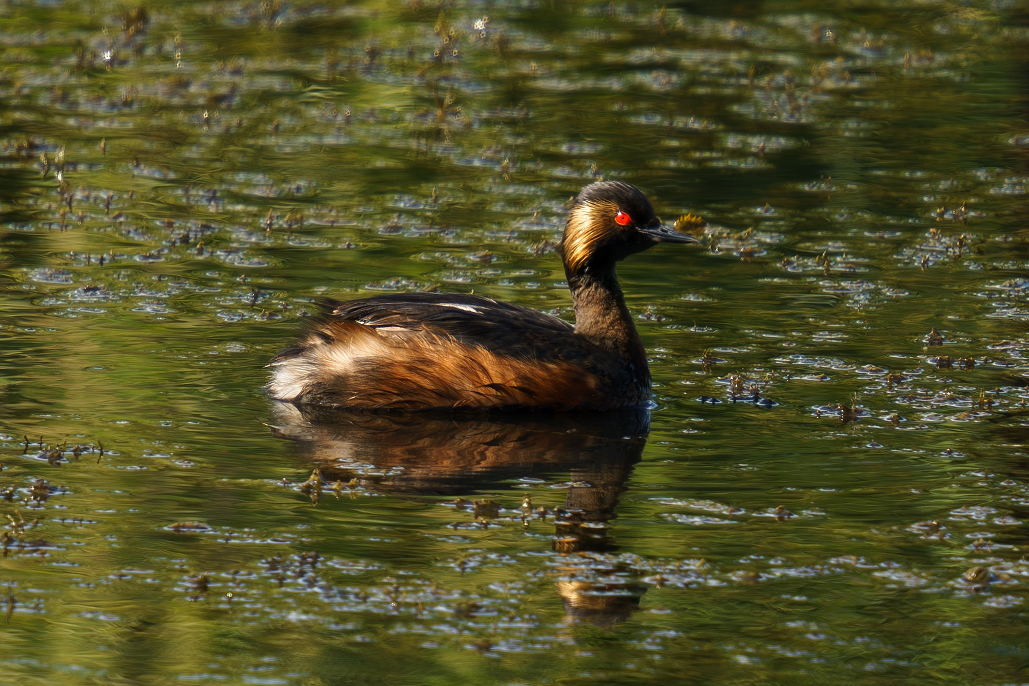 Удивительные мир птиц. Вокруг нас столько прекрасного — присмотритесь!. Ваш личный фотограф Марина Волкова