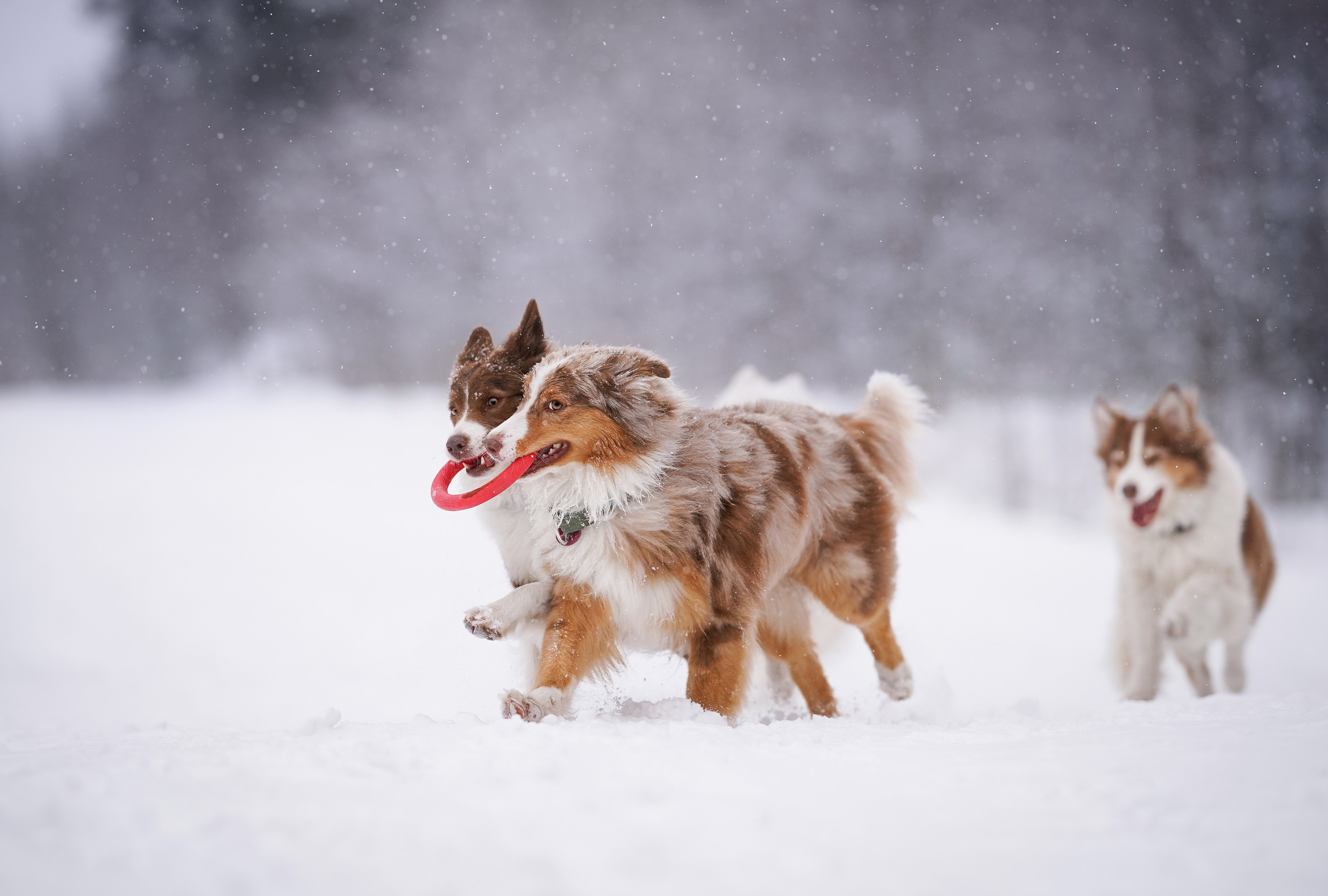 Красно-рыжая банда. Фотограф-анималист в Санкт-Петербурге Яна Мартынова