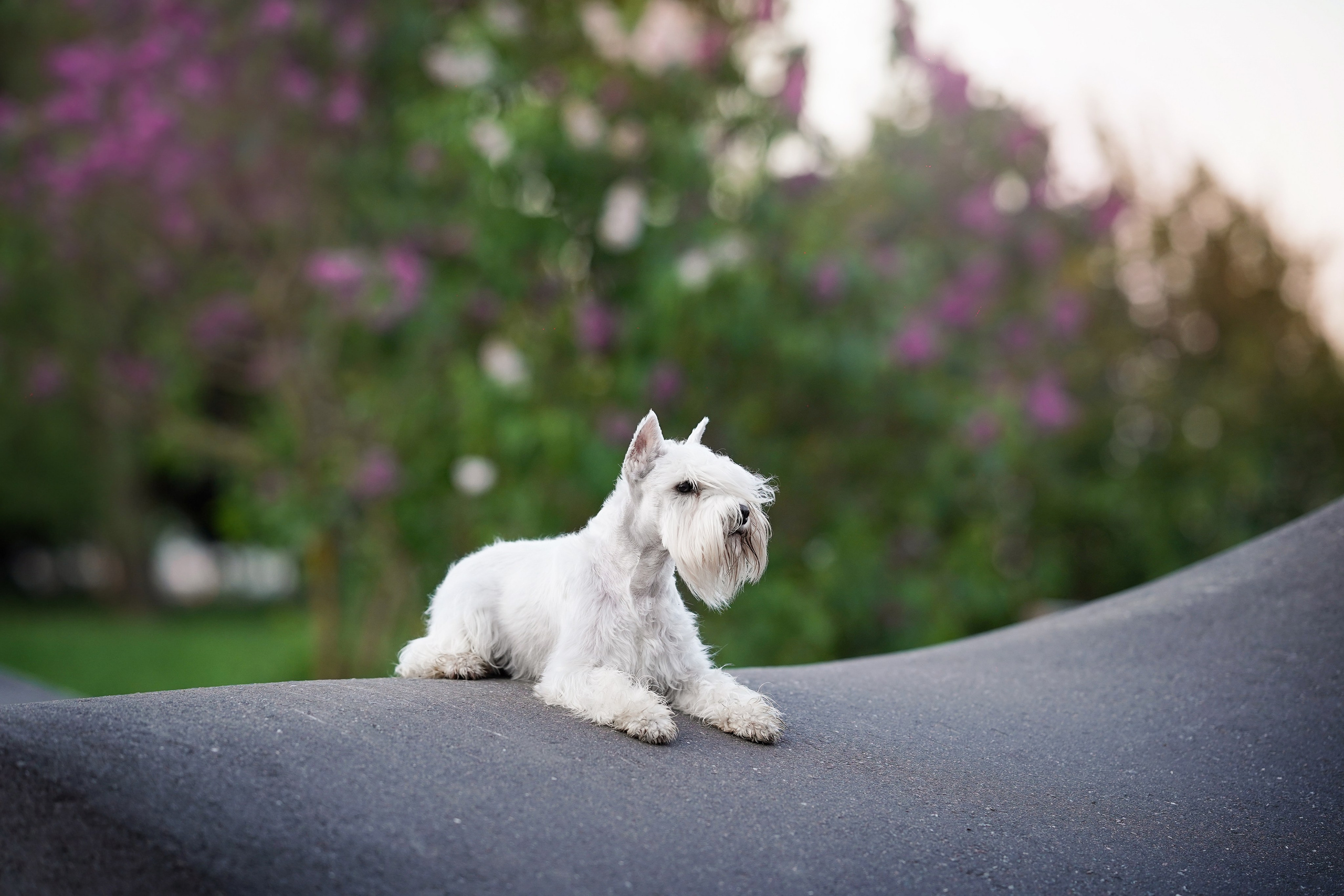 Оля и Доминик. Фотограф-анималист в Санкт-Петербурге Яна Мартынова