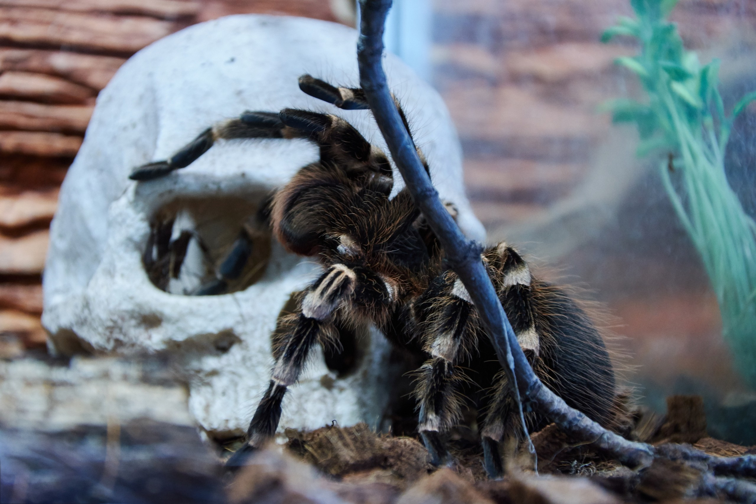 Ольга Чёкотова (Фотограф Кострома)