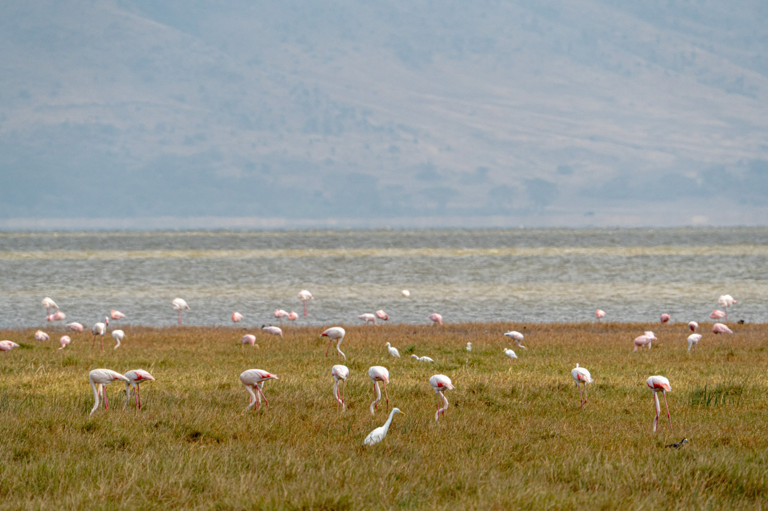 Танзания, сафари, 2025. Творческие сьемки