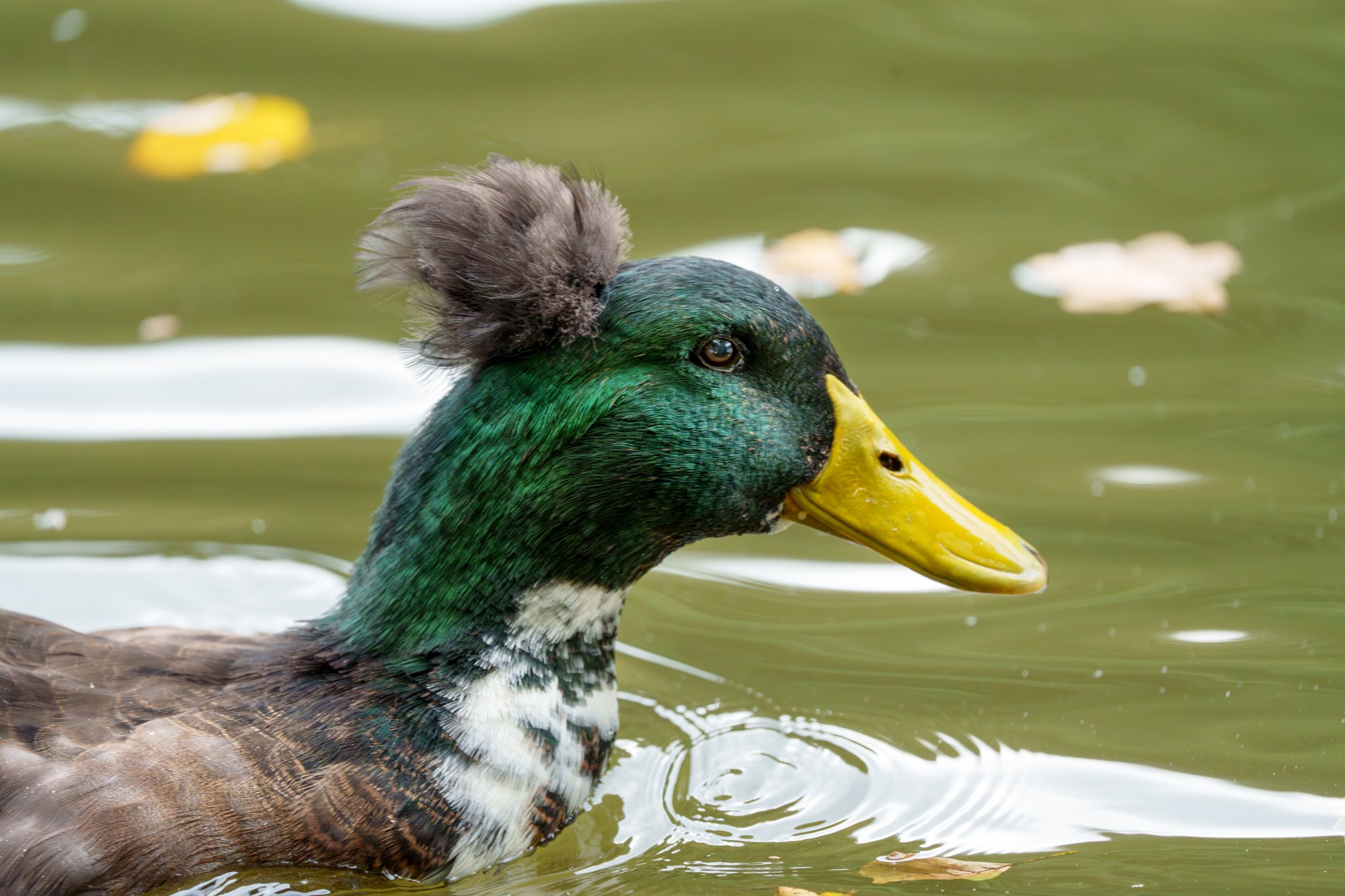 Удивительные мир птиц. Вокруг нас столько прекрасного — присмотритесь!. Ваш личный фотограф Марина Волкова