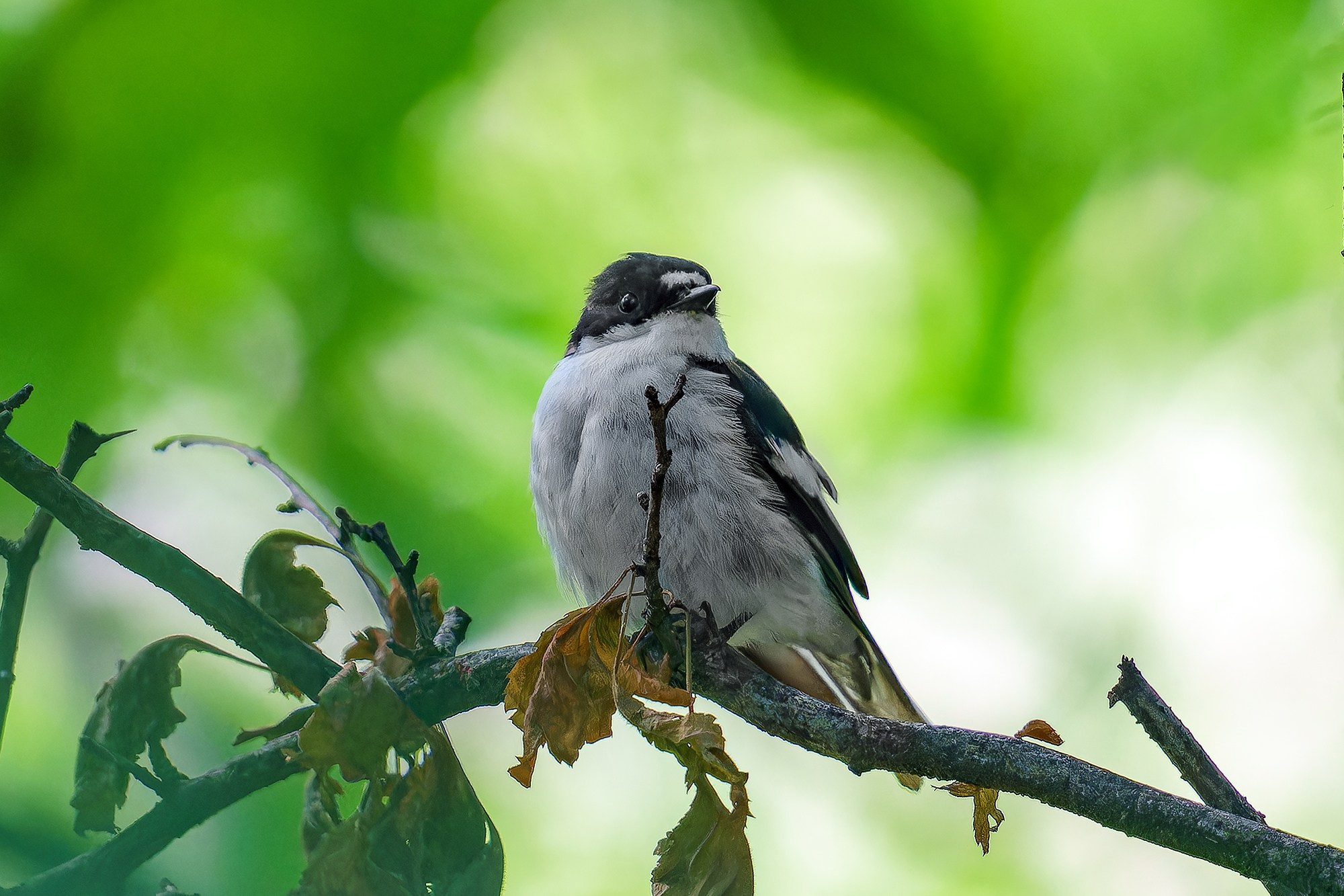 Удивительные мир птиц. Вокруг нас столько прекрасного — присмотритесь!. Ваш личный фотограф Марина Волкова