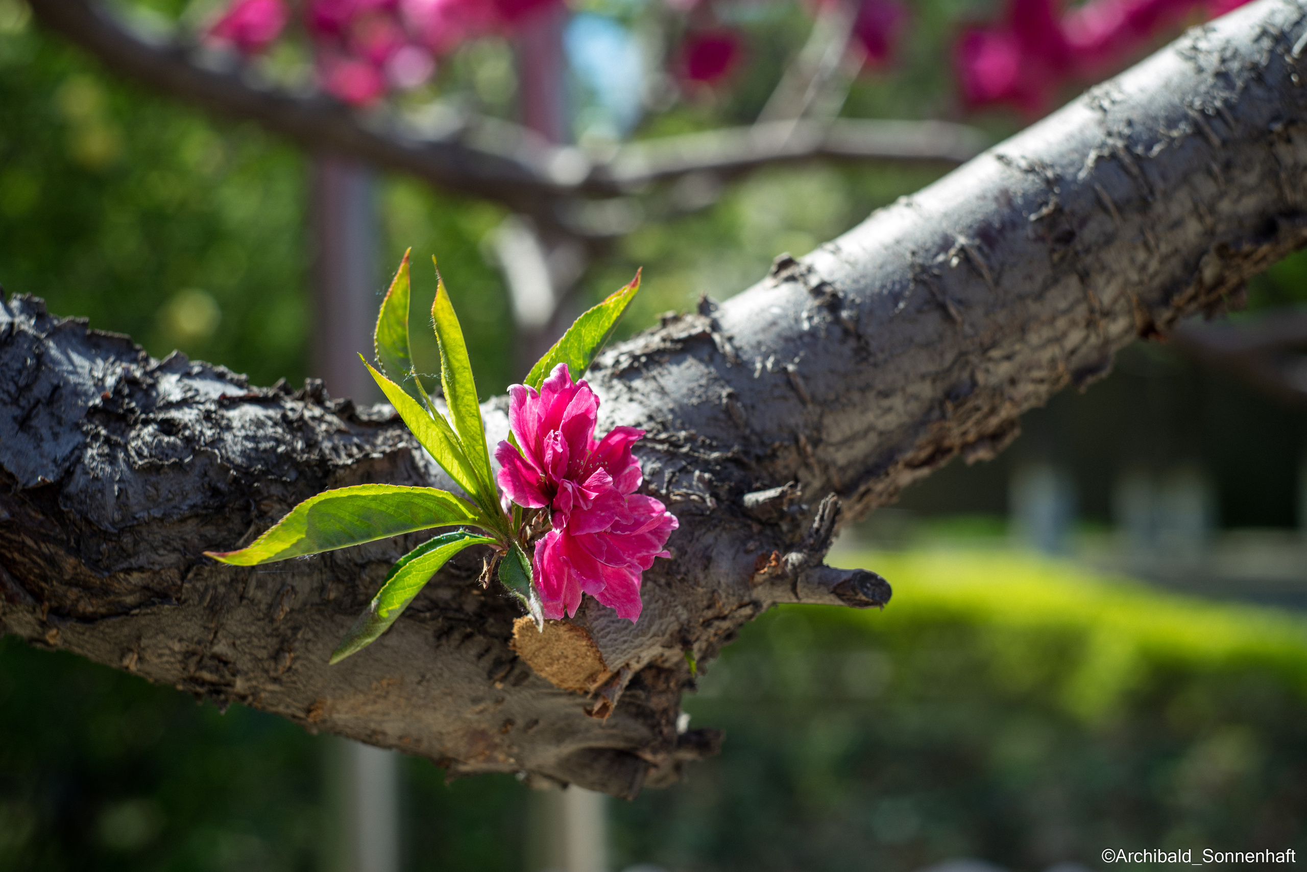 All sorts of leaves and flowers!. Photographer in Guangzhou, China. Archibald Sonnenhaft