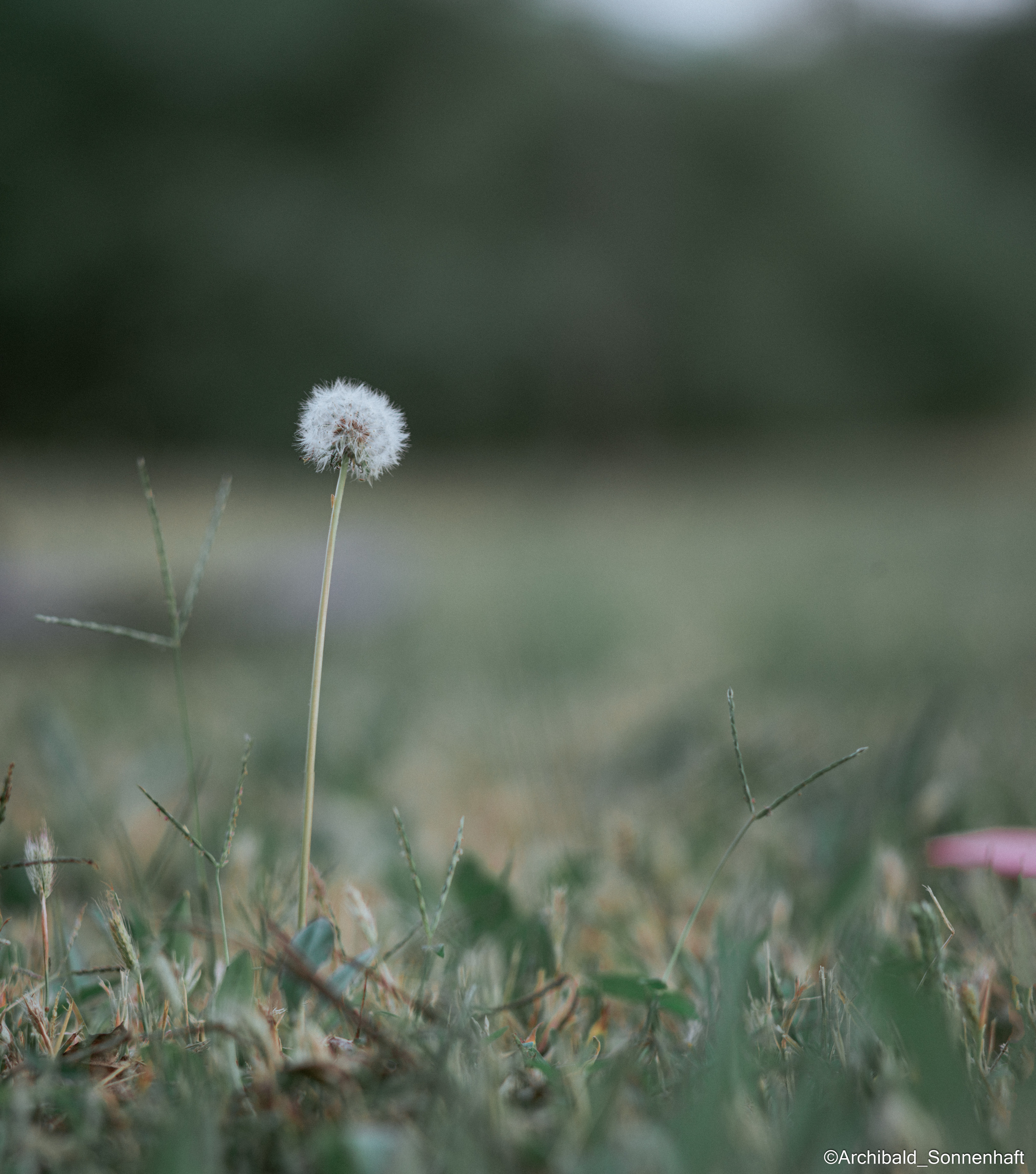 All sorts of leaves and flowers!. Photographer in Guangzhou, China. Archibald Sonnenhaft