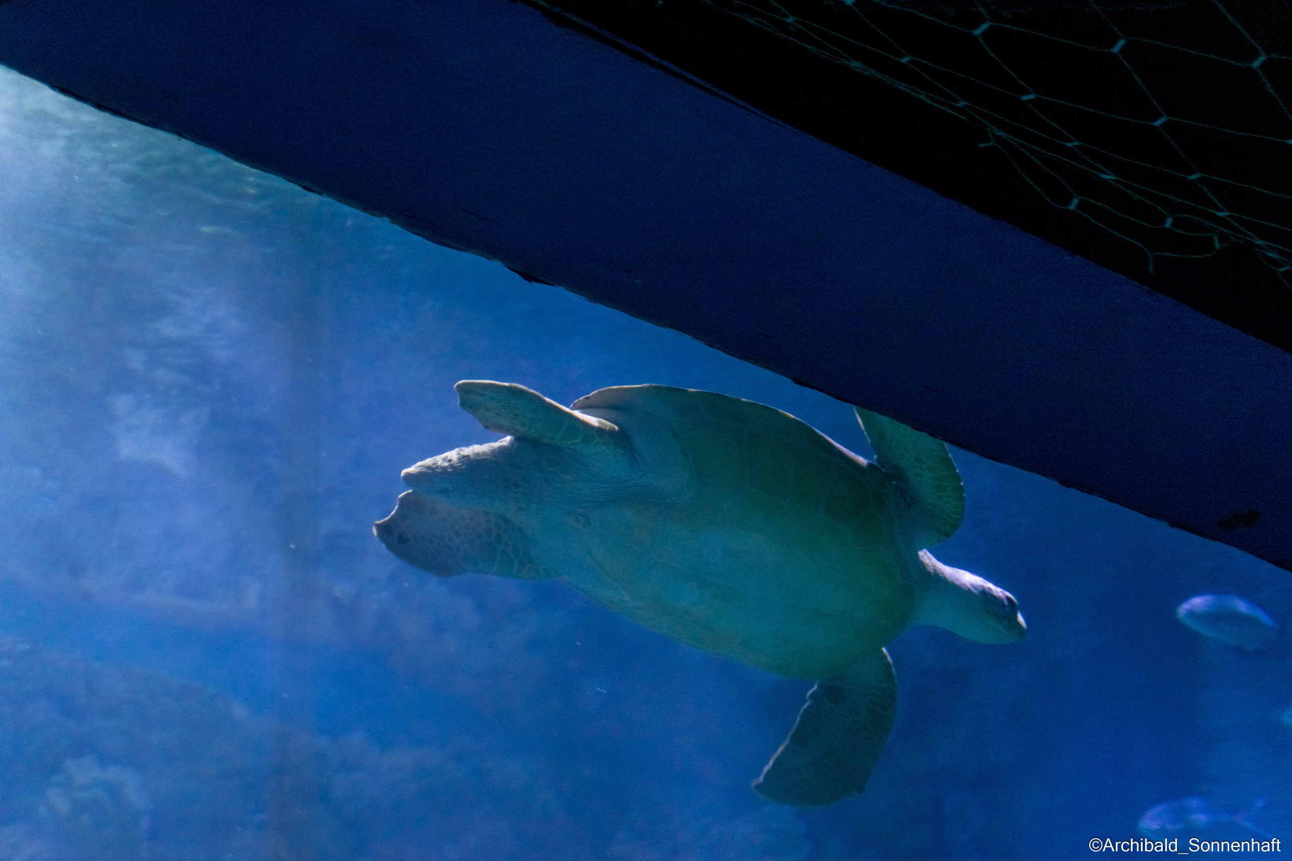 Cats, dogs and other beasts. Photographer in Guangzhou, China. Archibald Sonnenhaft