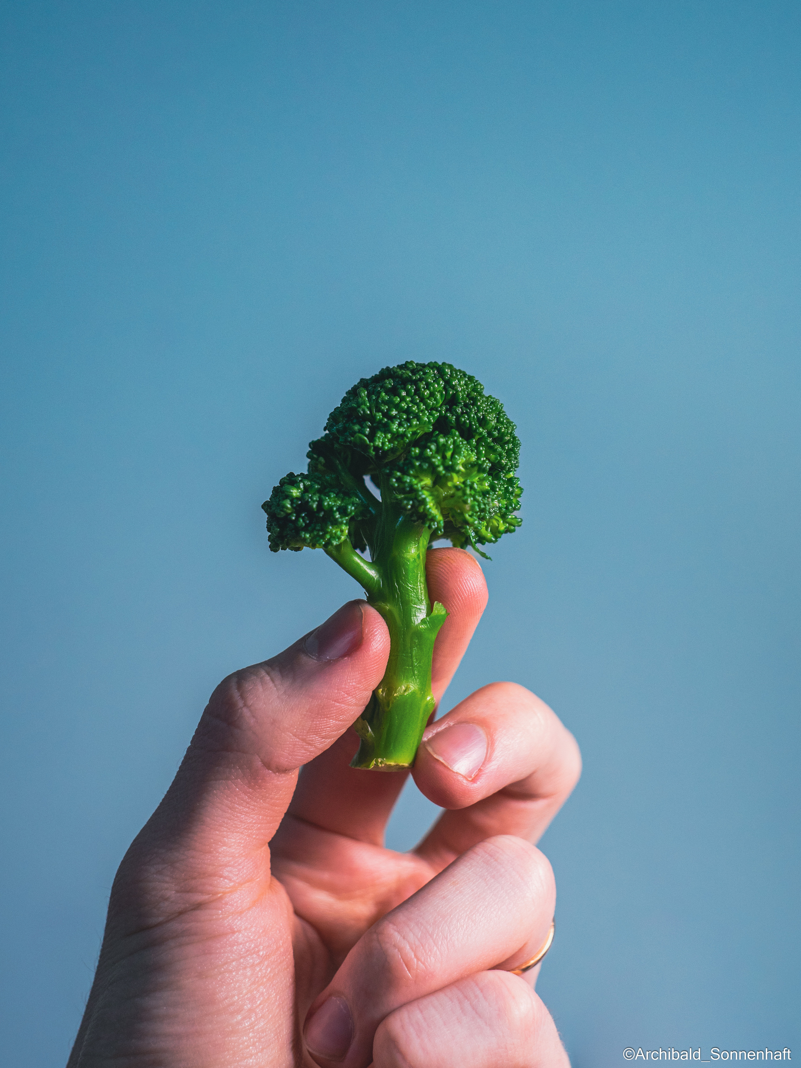 All sorts of leaves and flowers!. Photographer in Guangzhou, China. Archibald Sonnenhaft