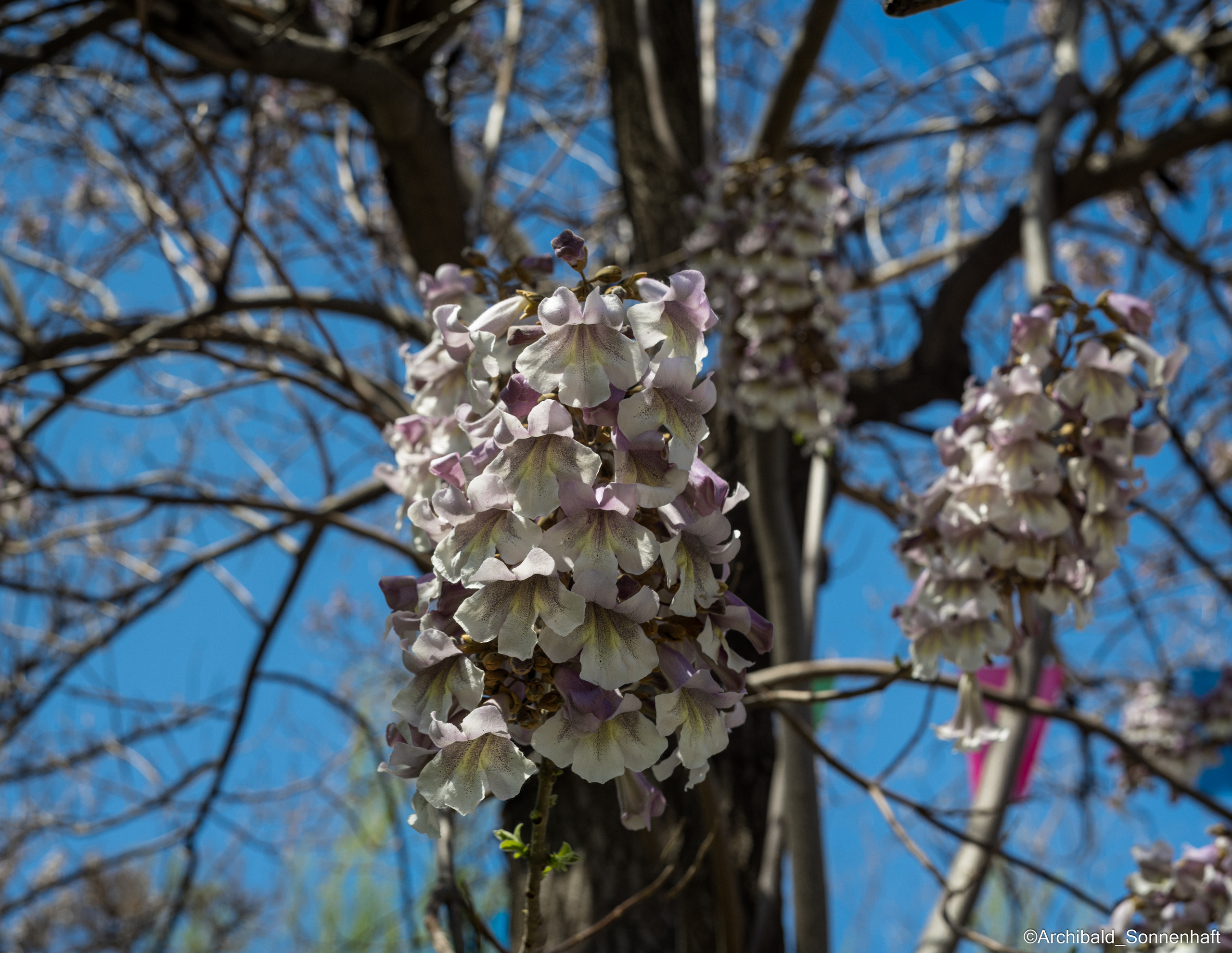 All sorts of leaves and flowers!. Photographer in Guangzhou, China. Archibald Sonnenhaft