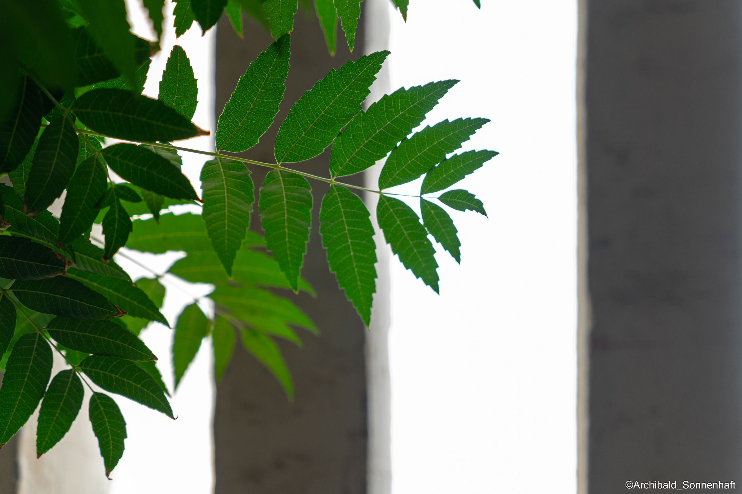 All sorts of leaves and flowers!. Photographer in Guangzhou, China. Archibald Sonnenhaft