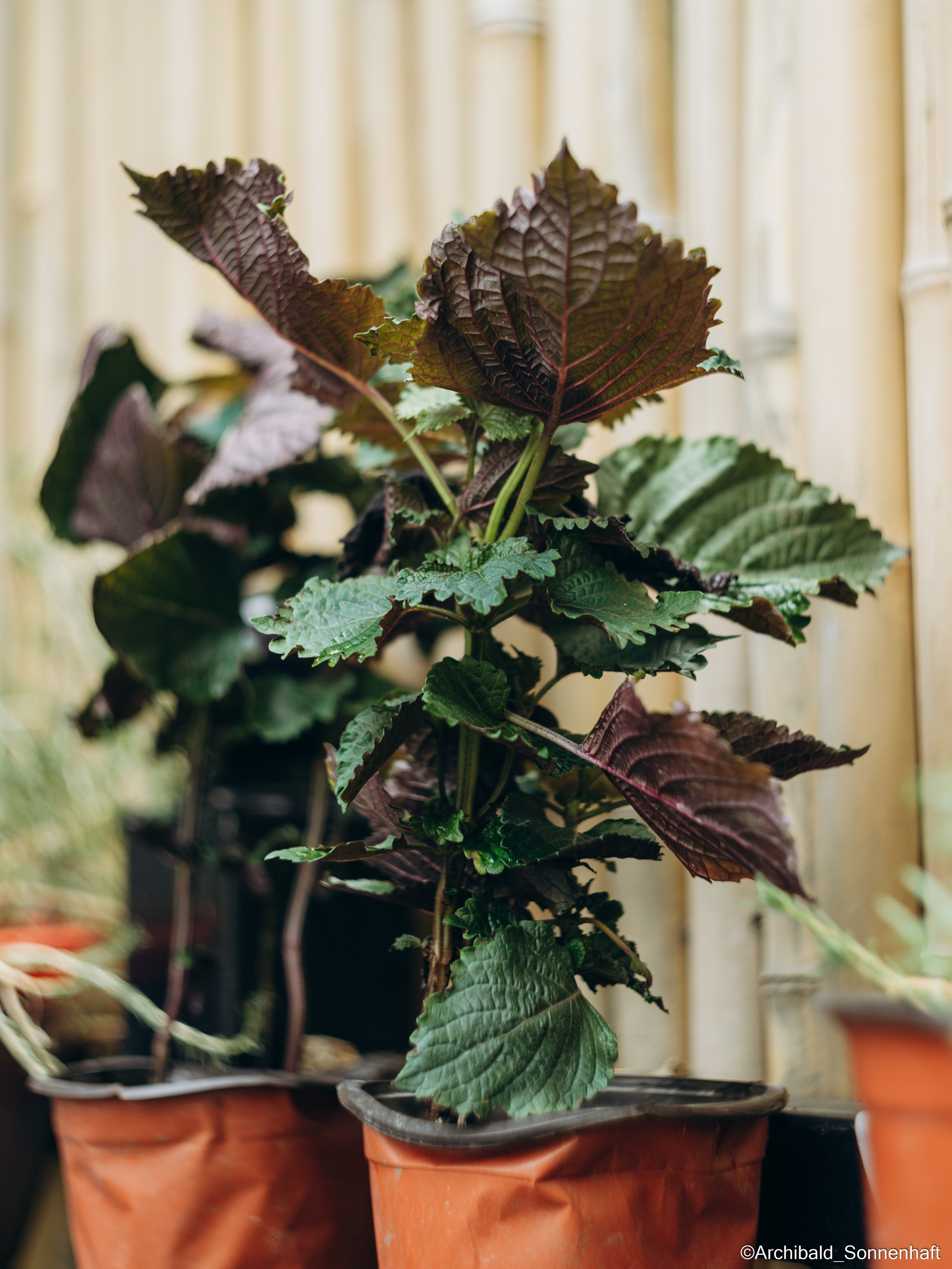 All sorts of leaves and flowers!. Photographer in Guangzhou, China. Archibald Sonnenhaft