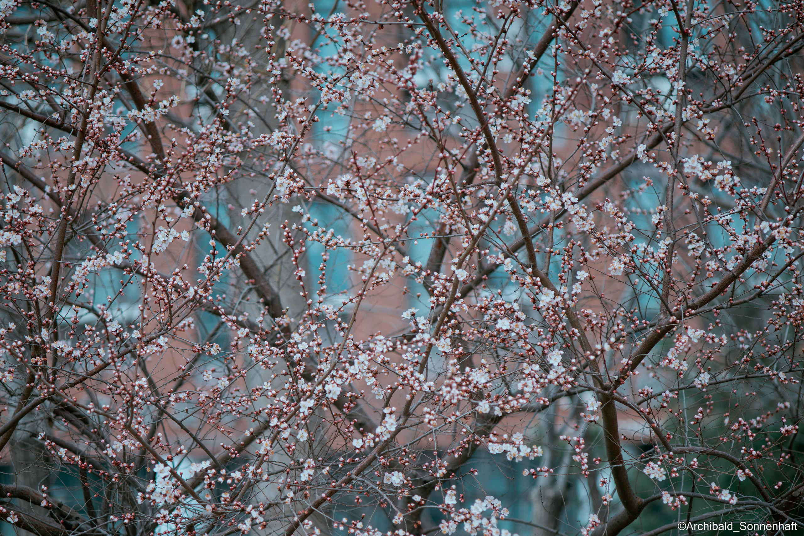All sorts of leaves and flowers!. Photographer in Guangzhou, China. Archibald Sonnenhaft