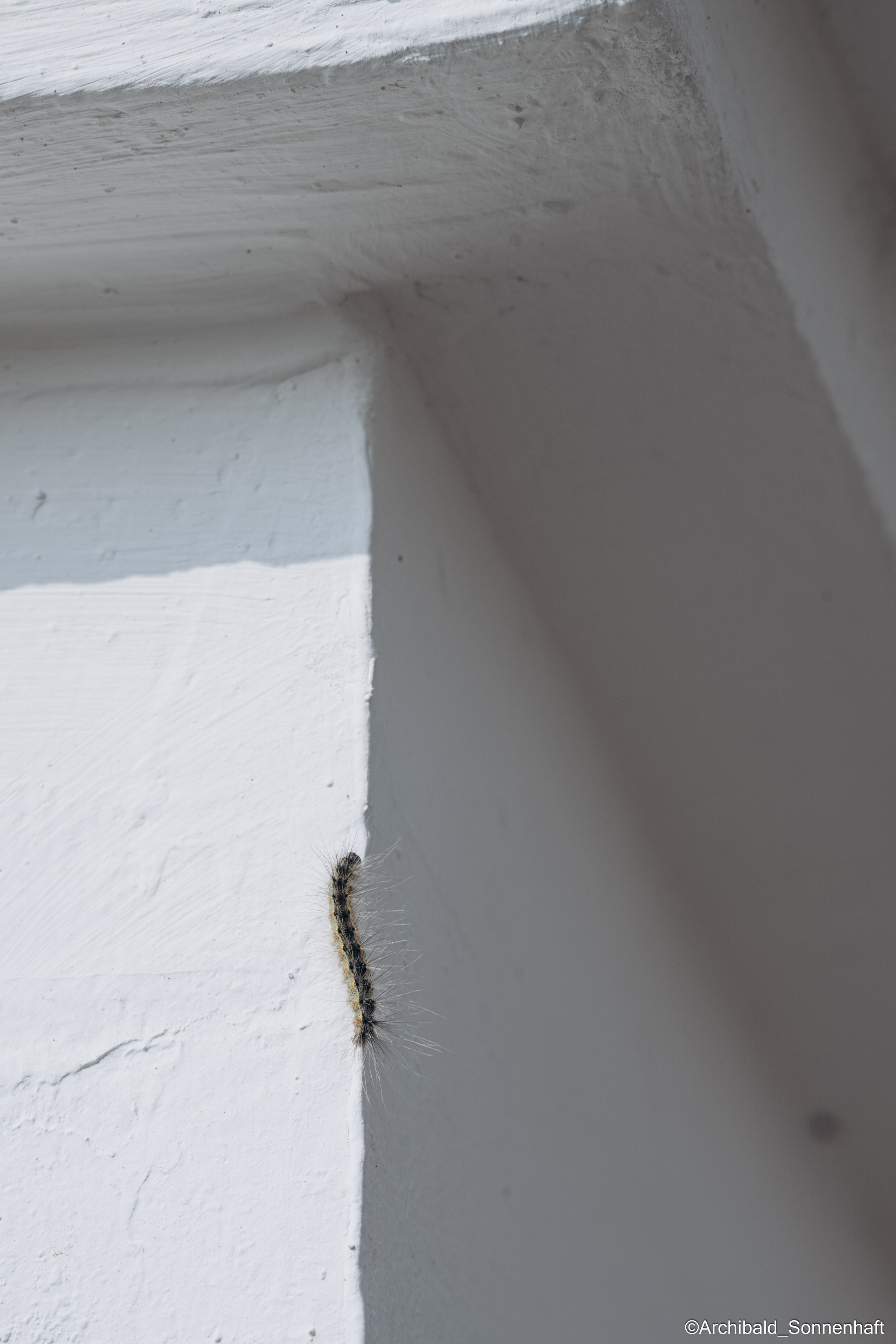 Cats, dogs and other beasts. Photographer in Guangzhou, China. Archibald Sonnenhaft
