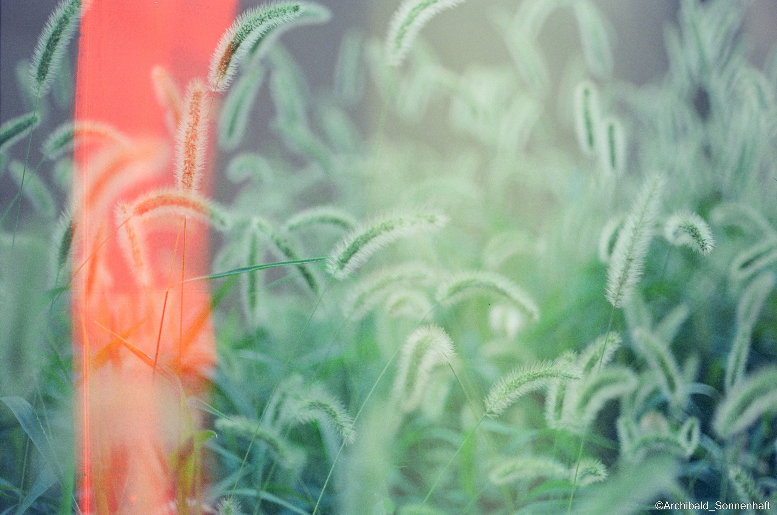 All sorts of leaves and flowers!. Photographer in Guangzhou, China. Archibald Sonnenhaft