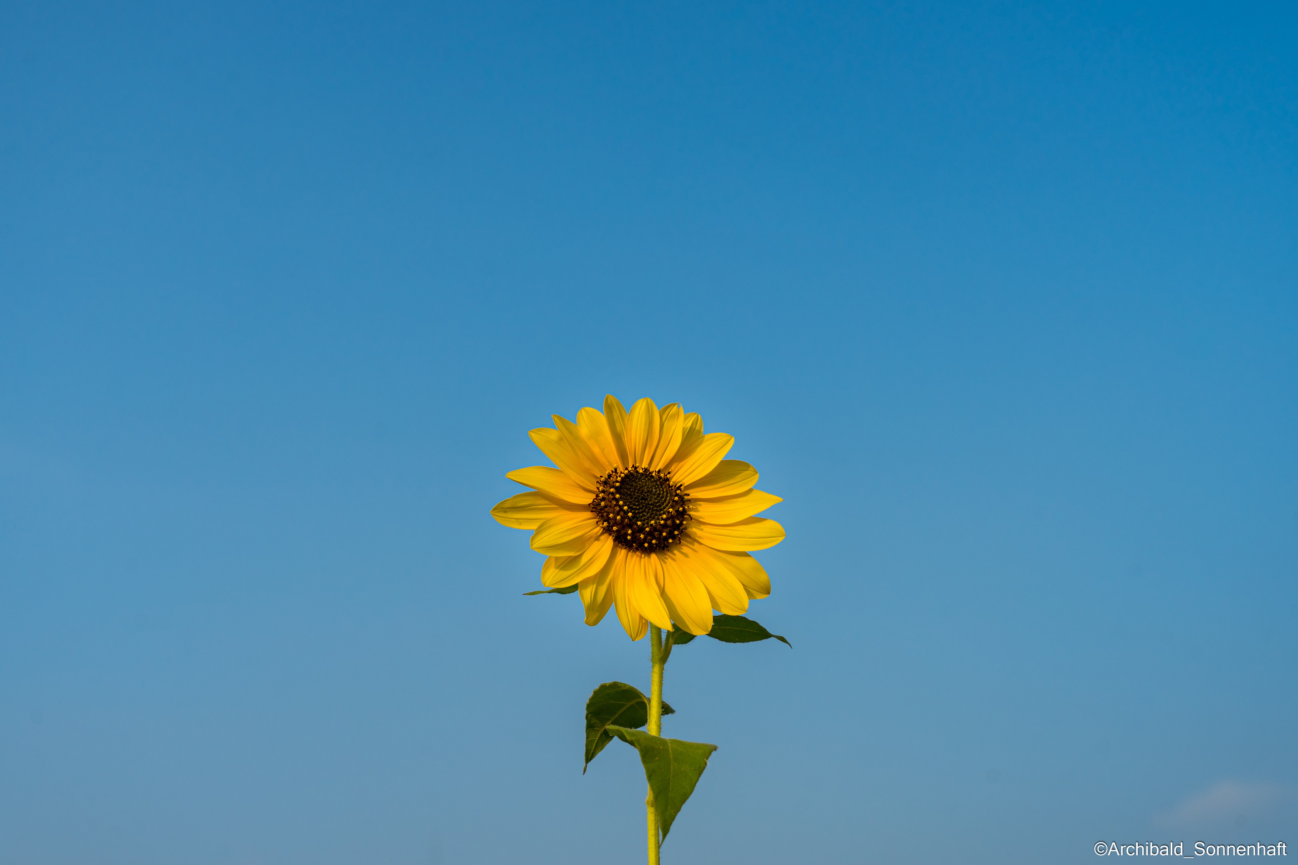All sorts of leaves and flowers!. Photographer in Guangzhou, China. Archibald Sonnenhaft