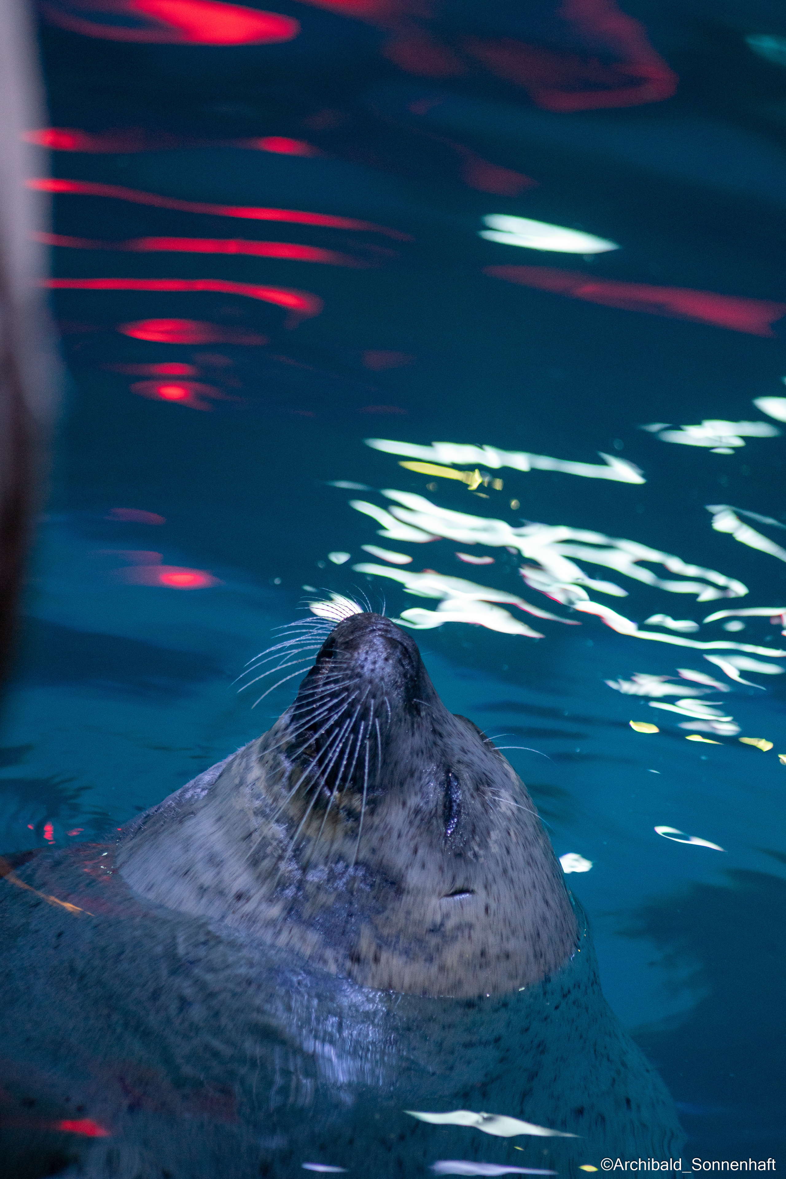 Cats, dogs and other beasts. Photographer in Guangzhou, China. Archibald Sonnenhaft
