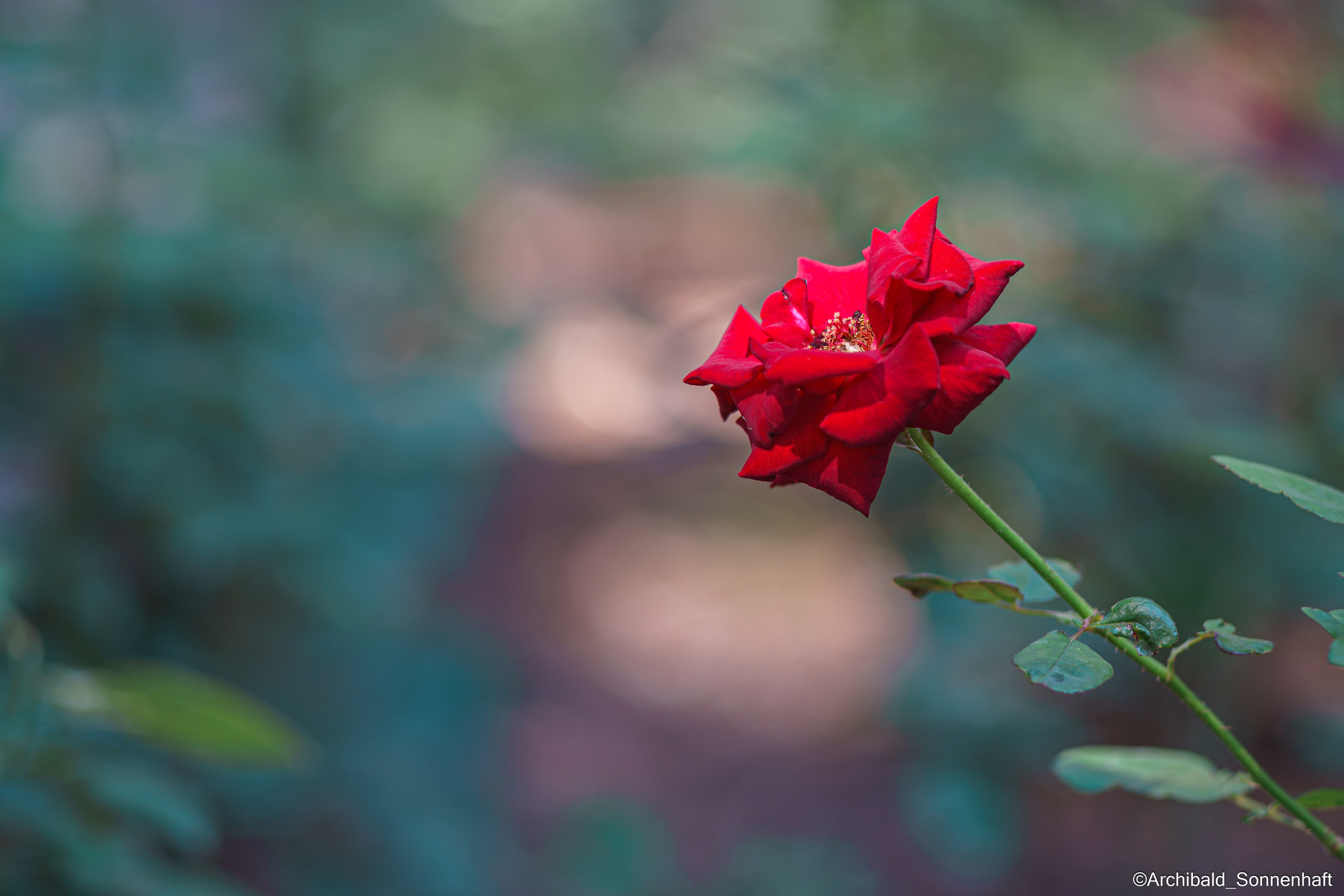 All sorts of leaves and flowers!. Photographer in Guangzhou, China. Archibald Sonnenhaft