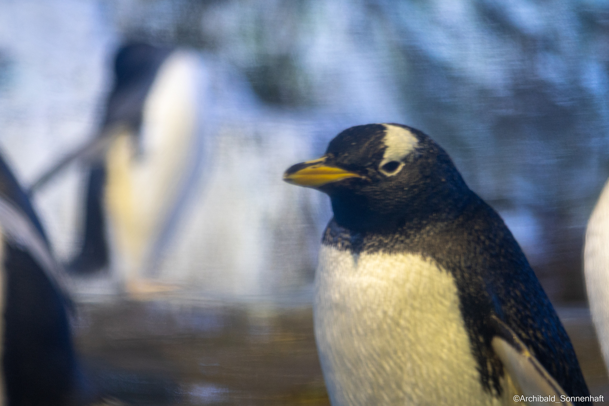 Cats, dogs and other beasts. Photographer in Guangzhou, China. Archibald Sonnenhaft