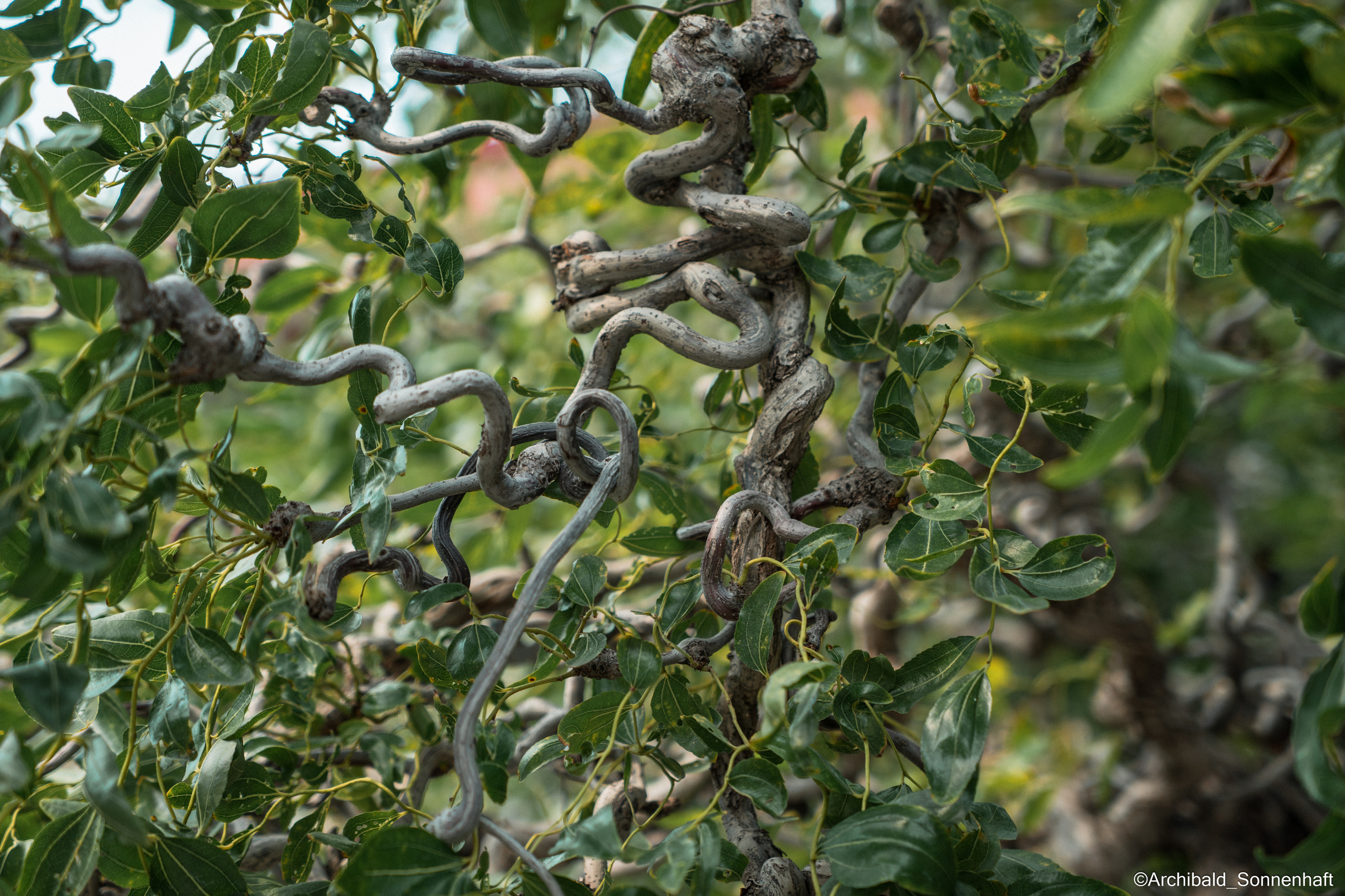 All sorts of leaves and flowers!. Photographer in Guangzhou, China. Archibald Sonnenhaft