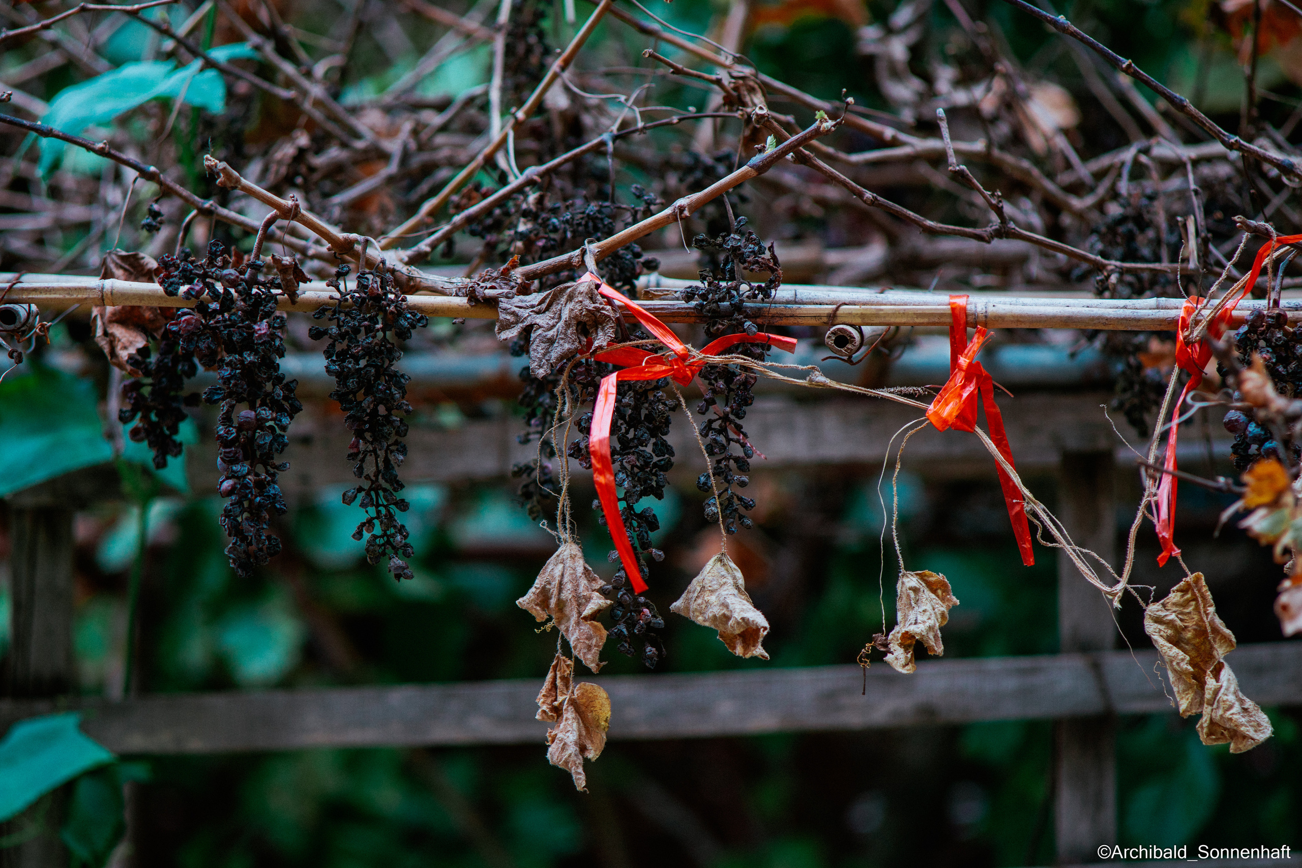 All sorts of leaves and flowers!. Photographer in Guangzhou, China. Archibald Sonnenhaft