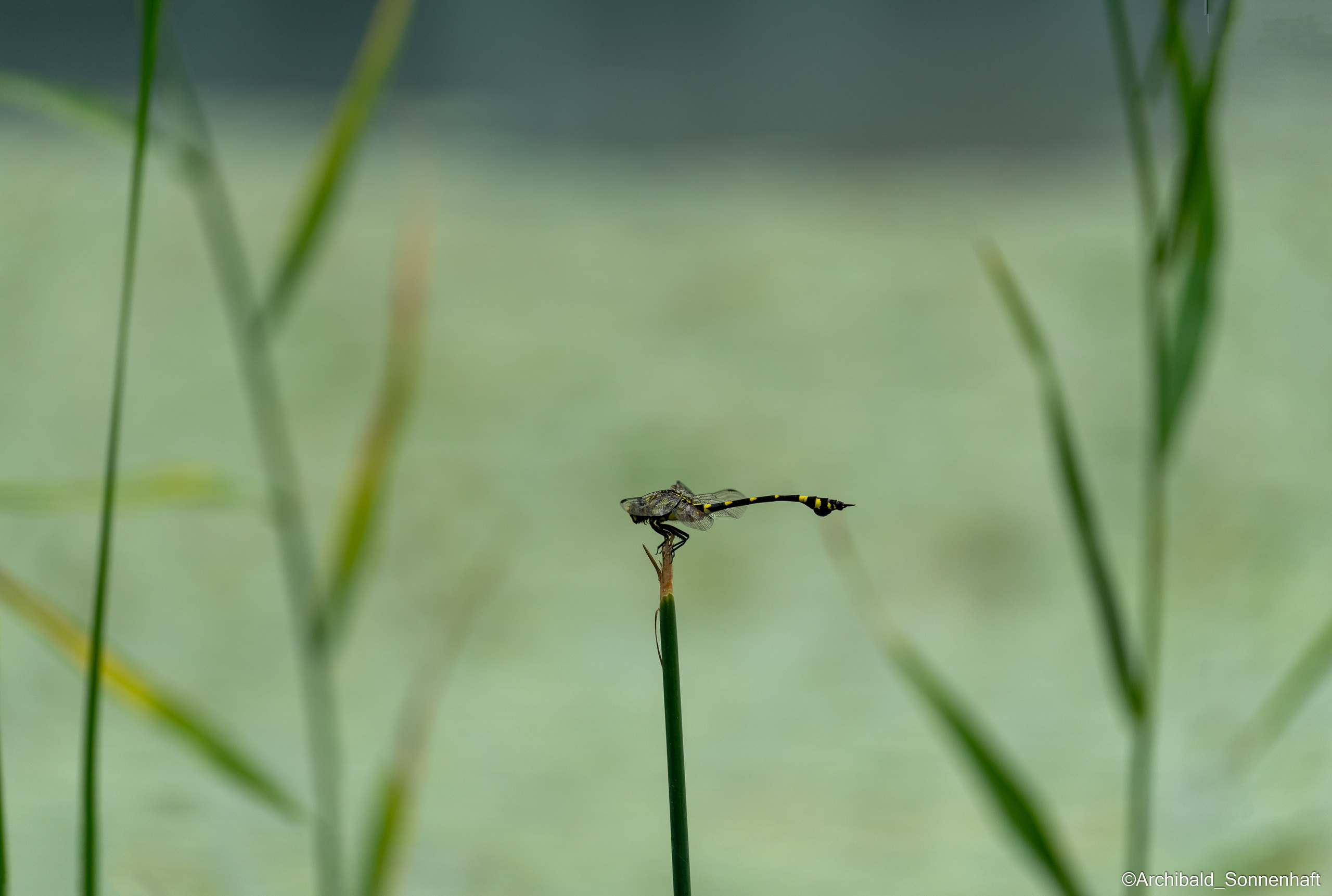 Cats, dogs and other beasts. Photographer in Guangzhou, China. Archibald Sonnenhaft