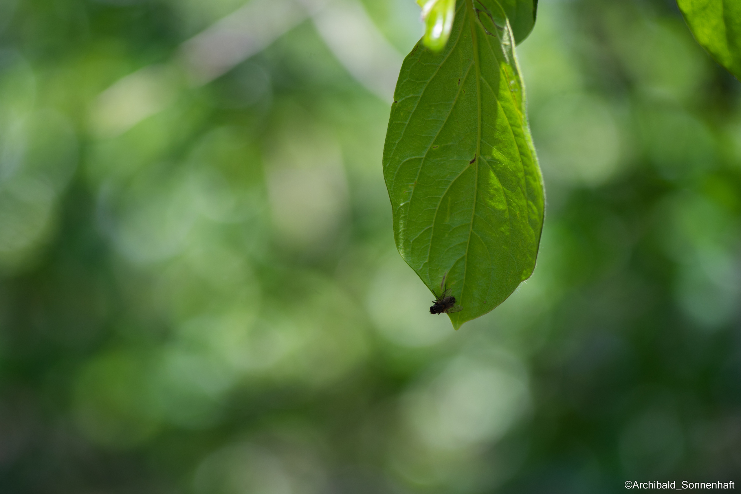 Cats, dogs and other beasts. Photographer in Guangzhou, China. Archibald Sonnenhaft